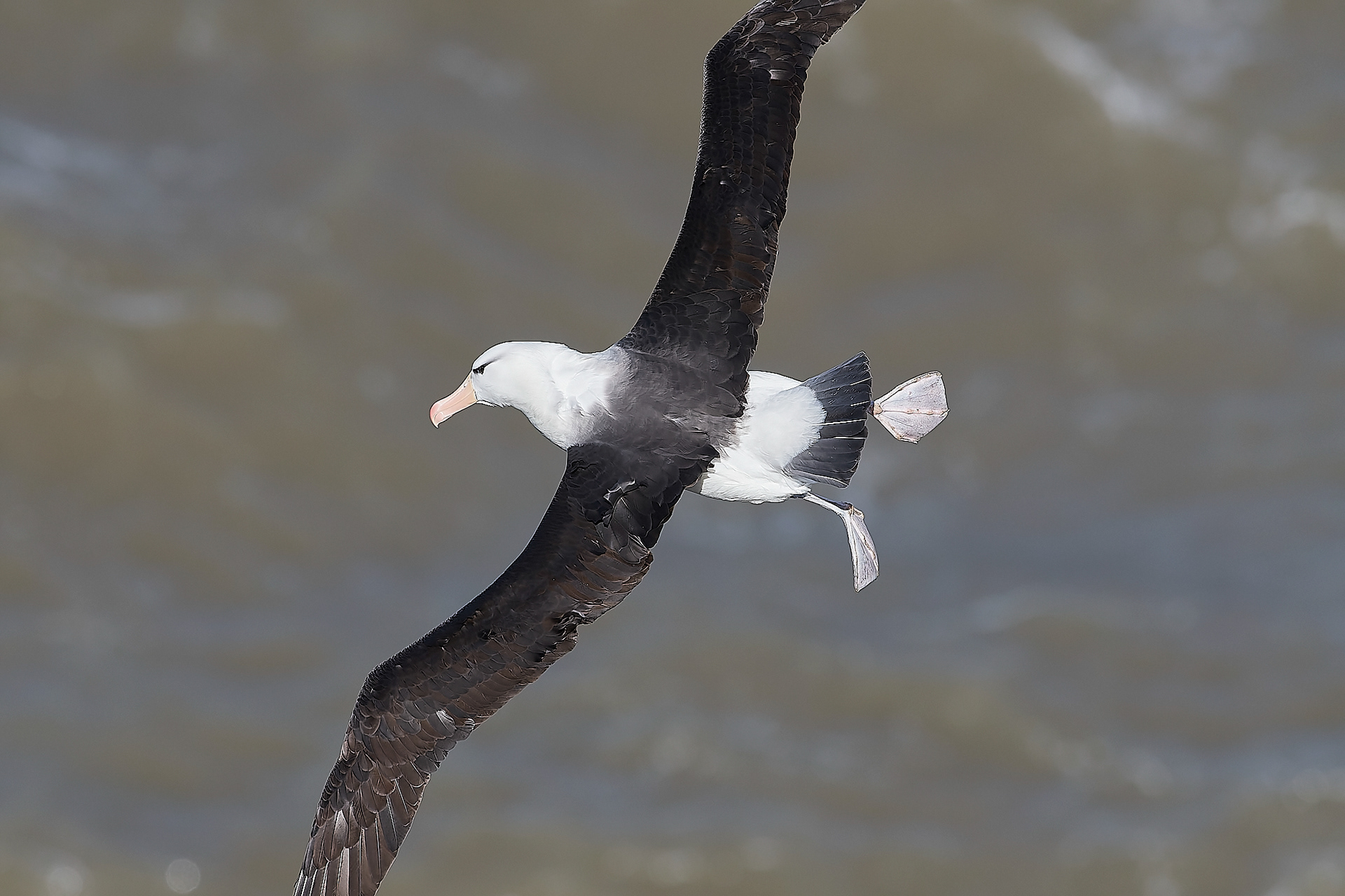 Black-browed Albatross (Thalassarche melanophris)