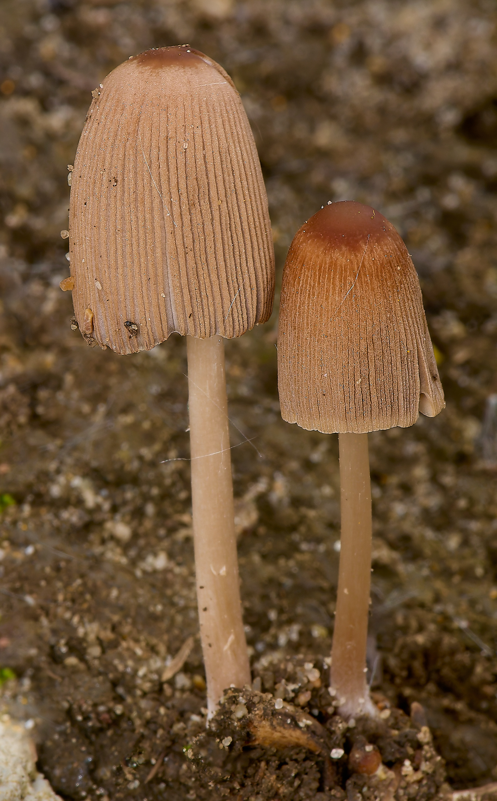 Parasola auricome