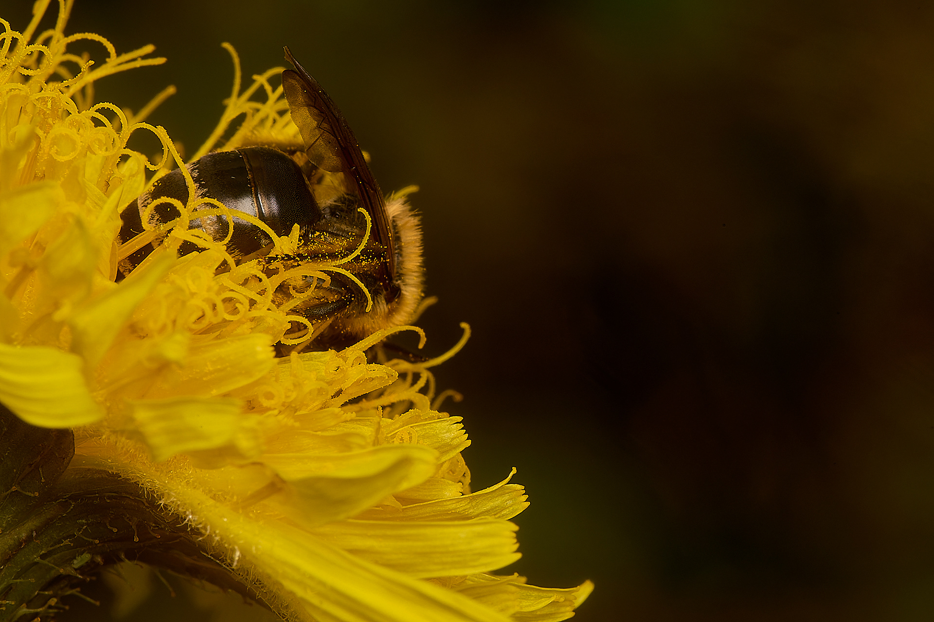 Ivy Bee (Colletes hederae)