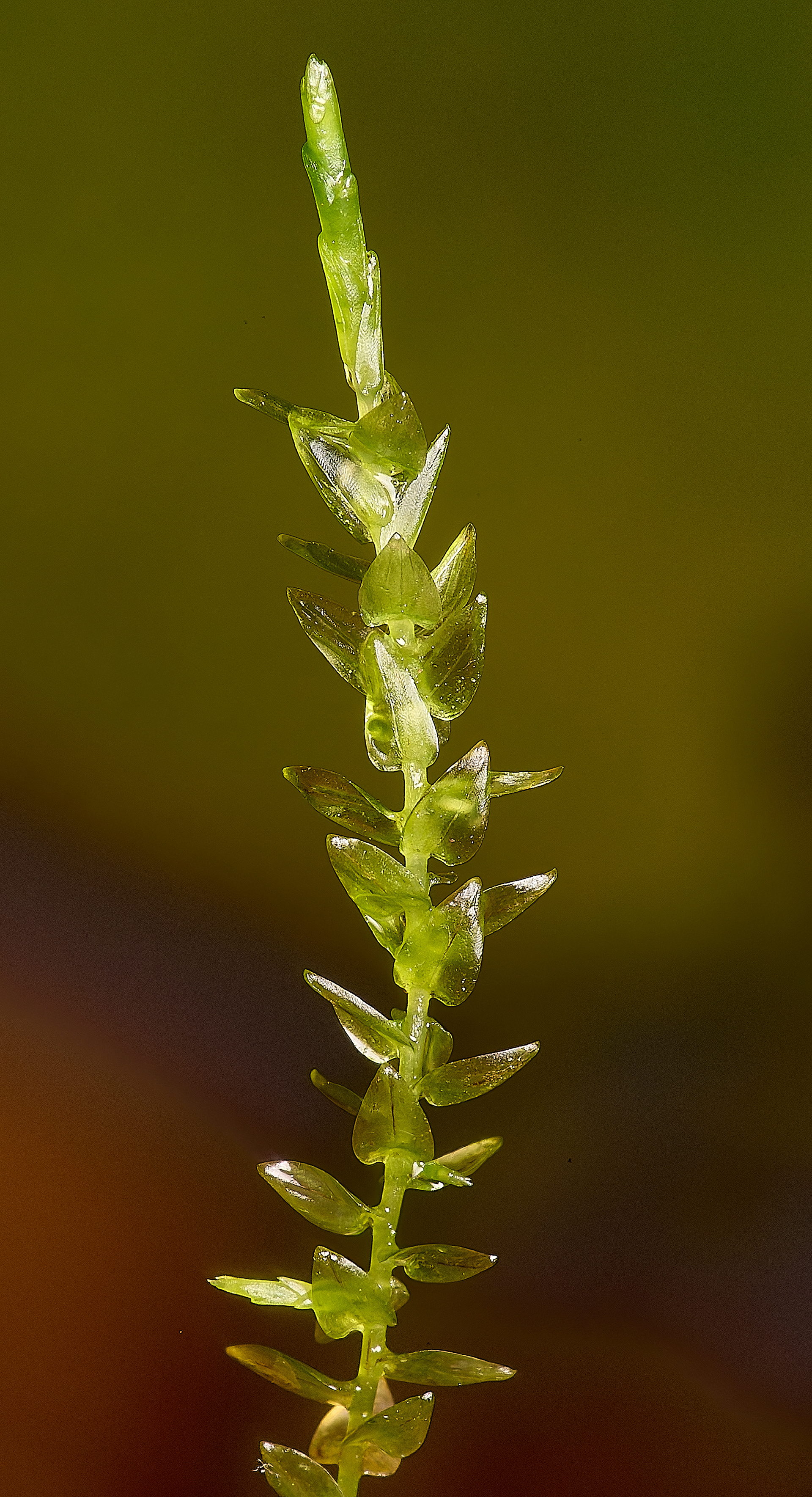 Grimston Warren Heart-leaved Spear-moss (Calliergon cordifolium) 08/24