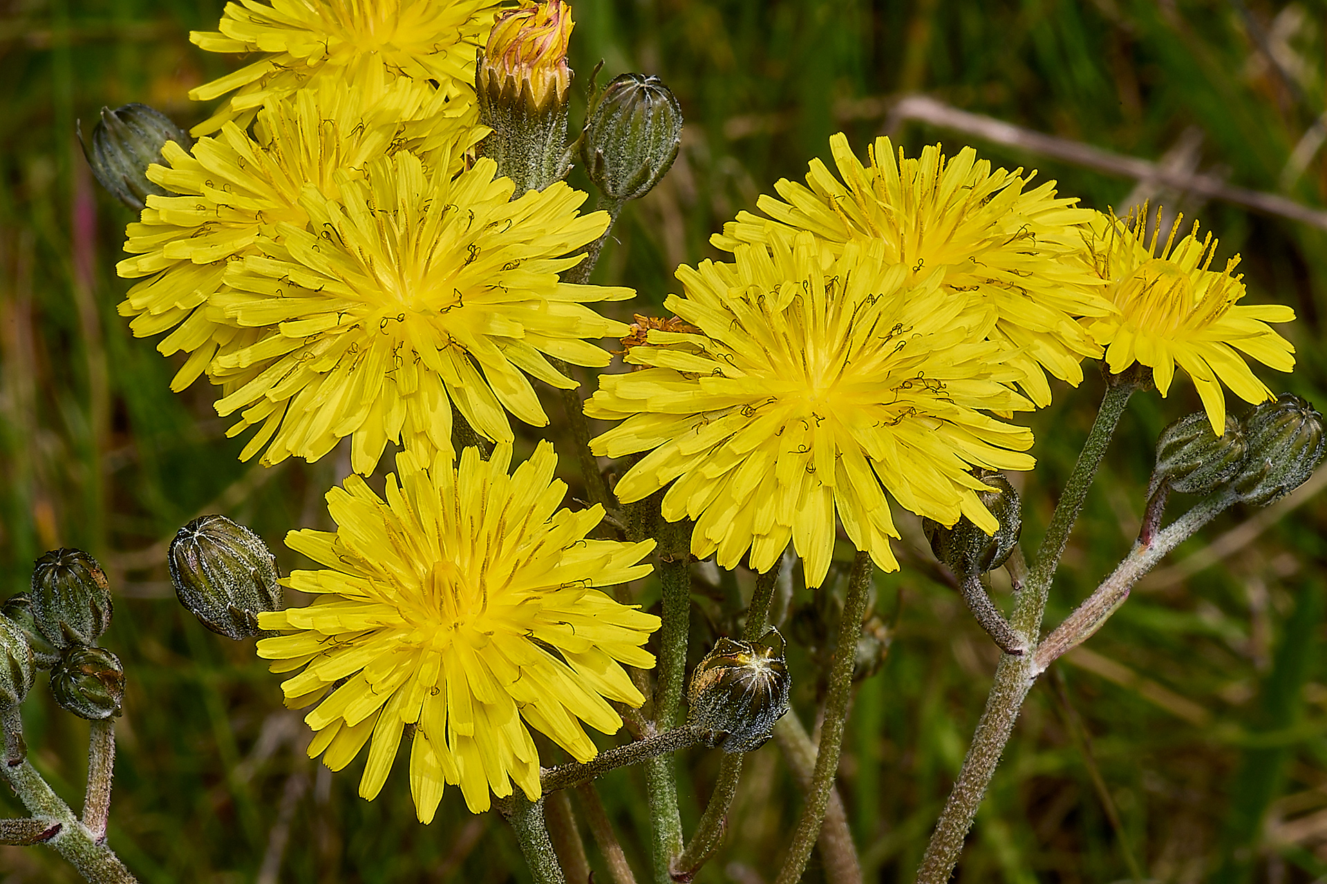 Beaked Hawk's-beard (Crepis vesicaria)