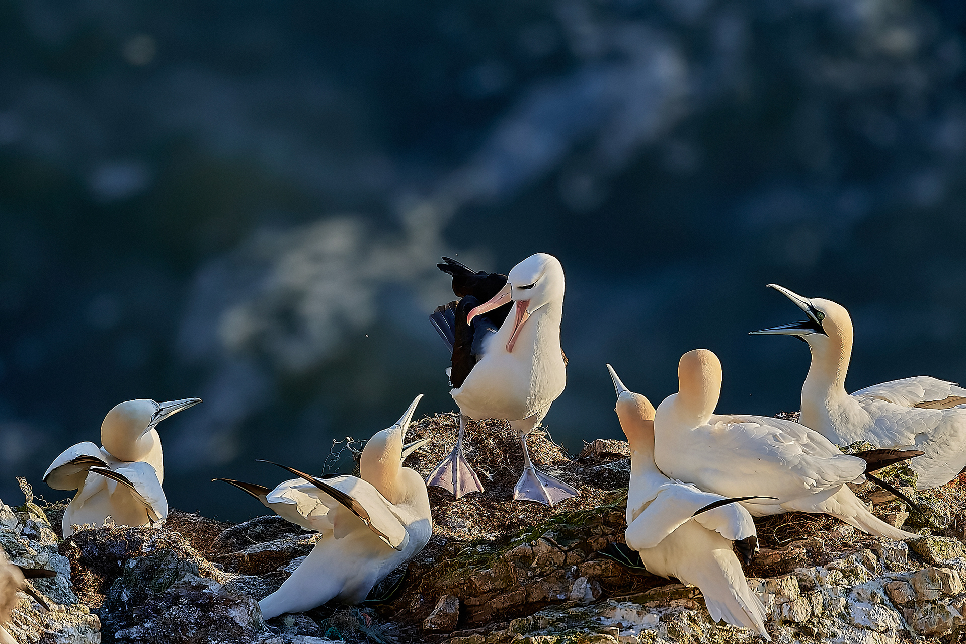 Black-browed Albatross (Thalassarche melanophris)