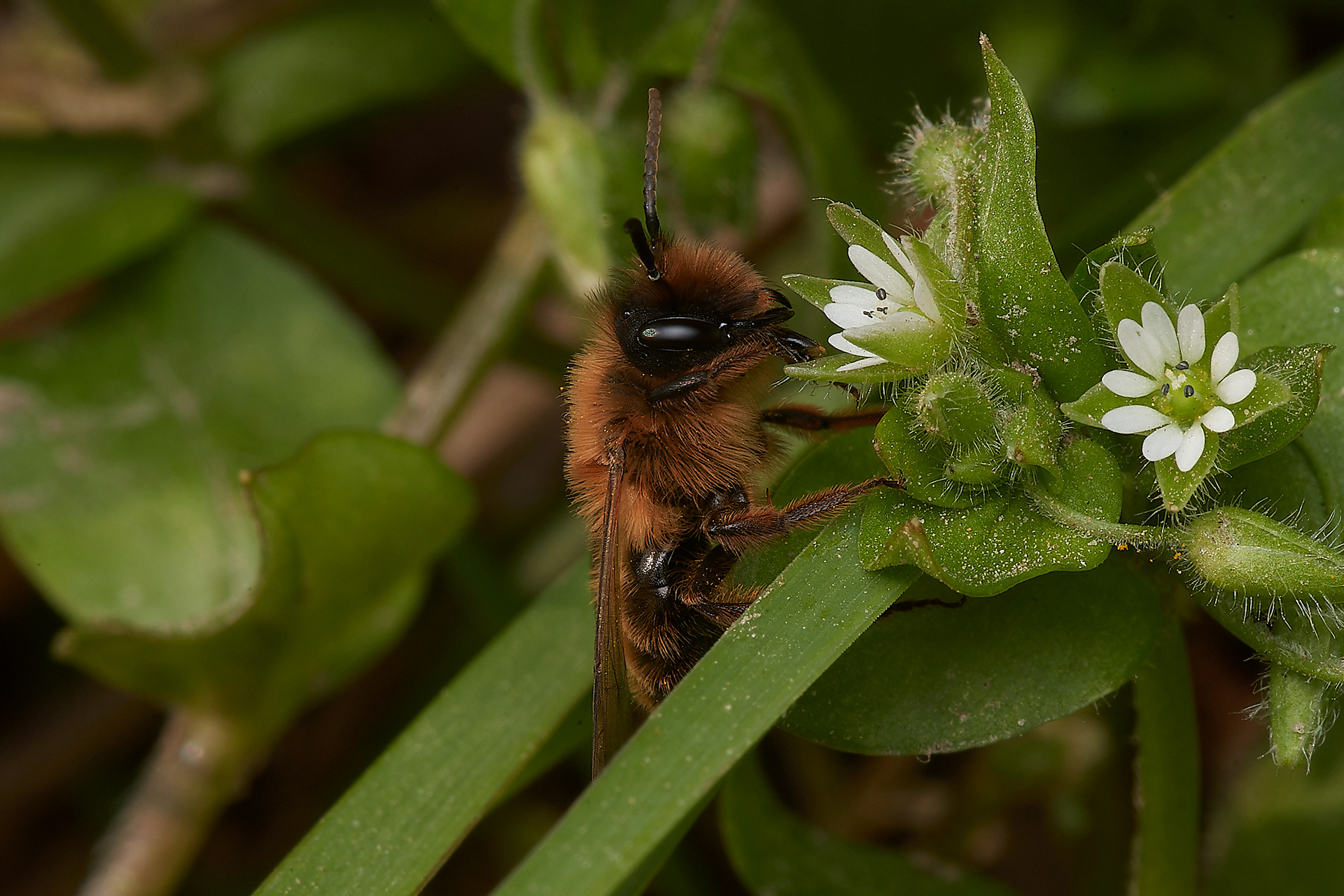 Buffish Mining Bee ♂︎?(Andrena nigroaenea) Hanworth 04/23