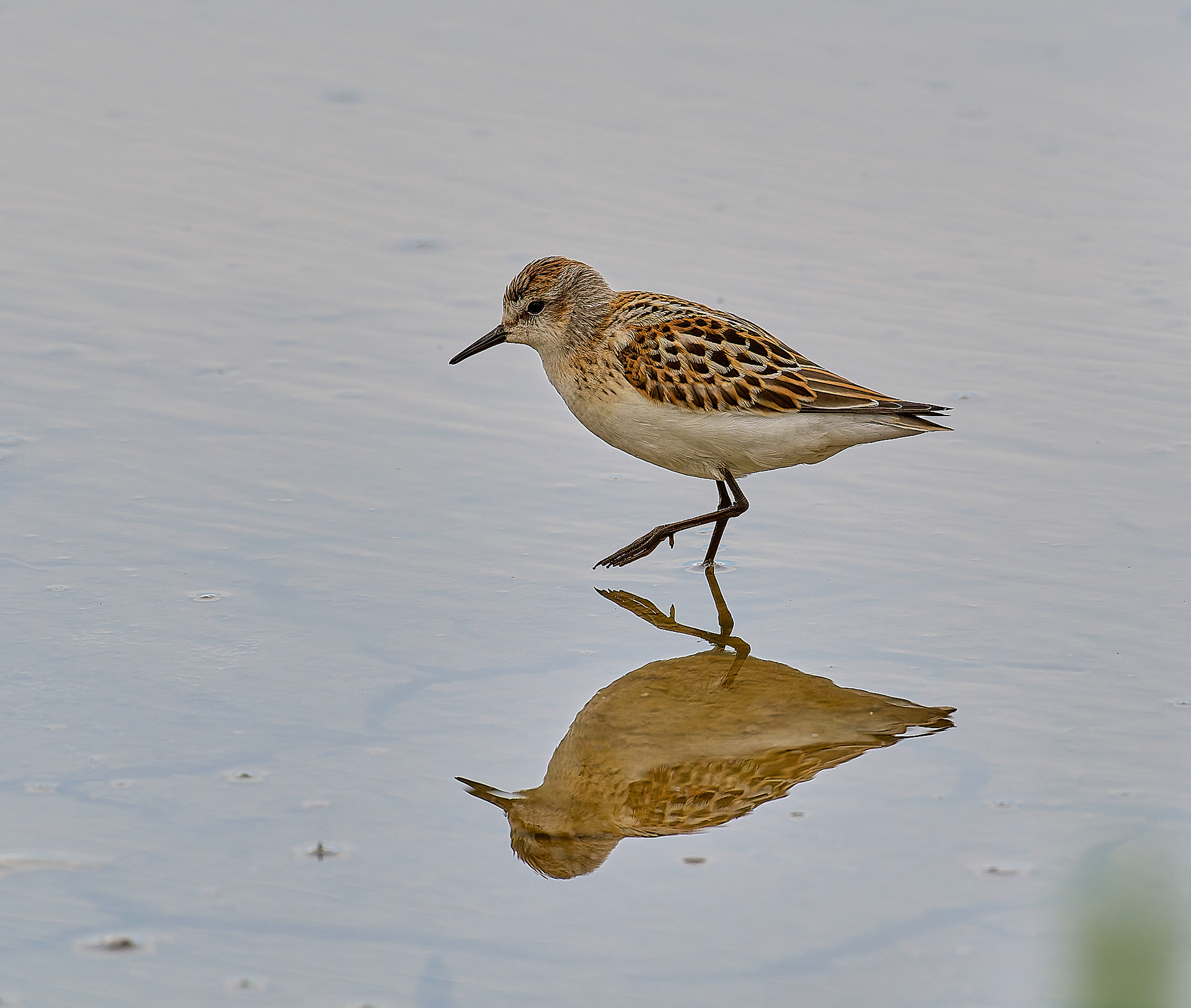 Titchwell Little Stint (Calidris minuta) 09/24