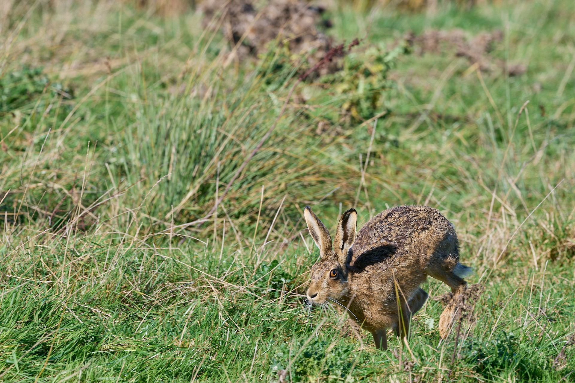 Brown Hare (Lepus europaeus)