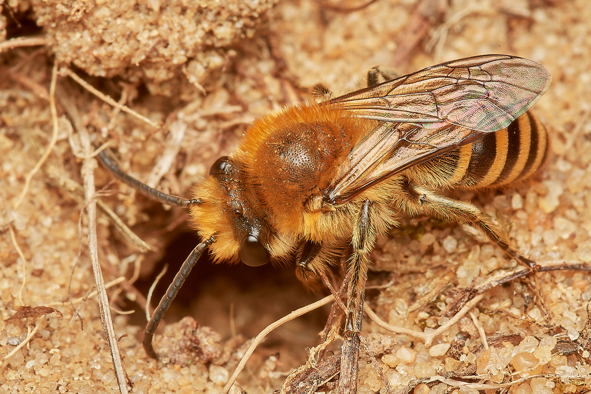 Ivy Bee (Colletes hederae) Felmingham Cutting