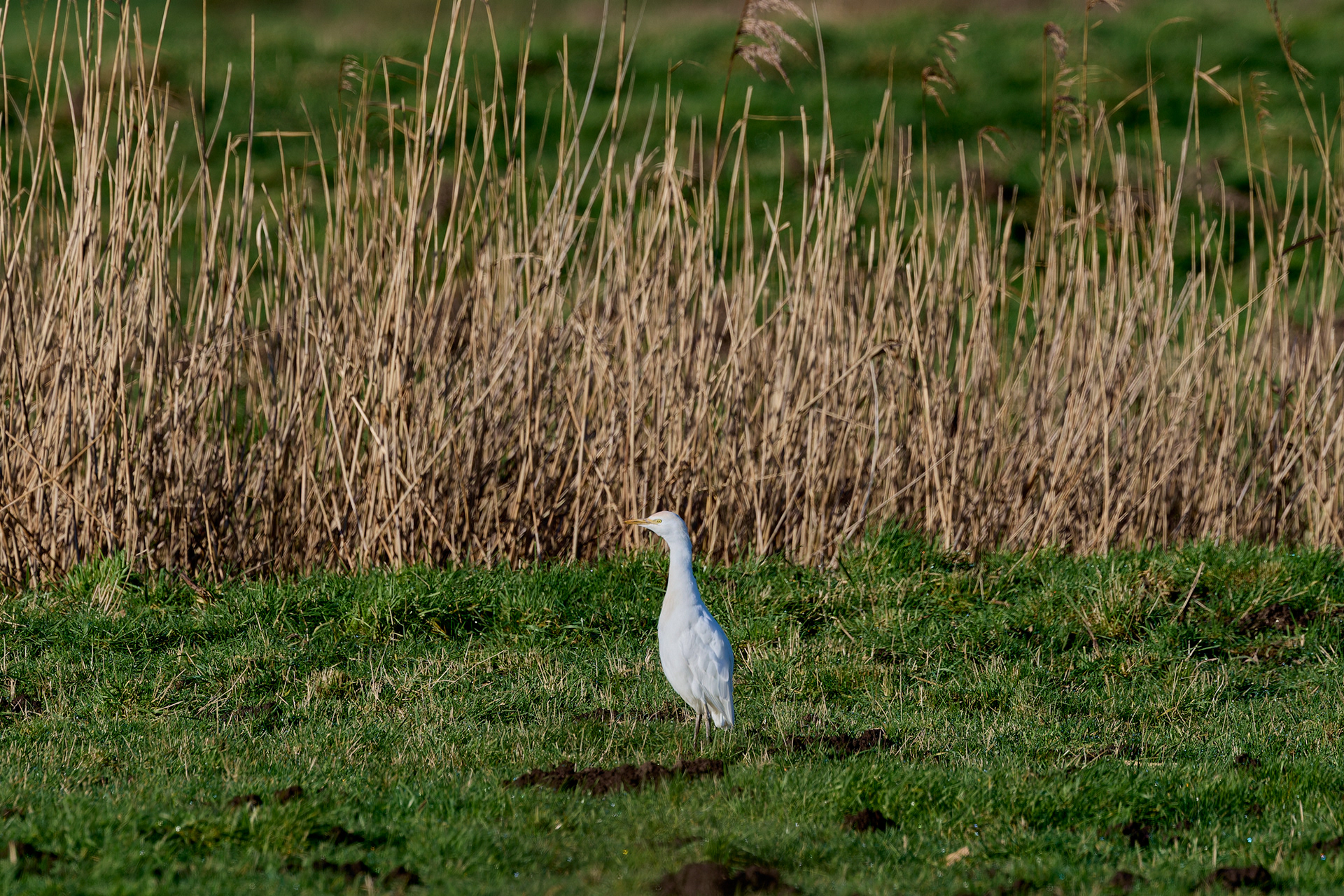 Cattle Egret