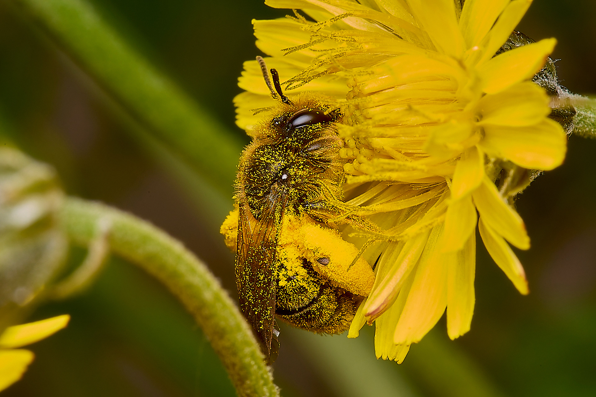 Catsear Mining Bee (Andrena humilis)♀︎