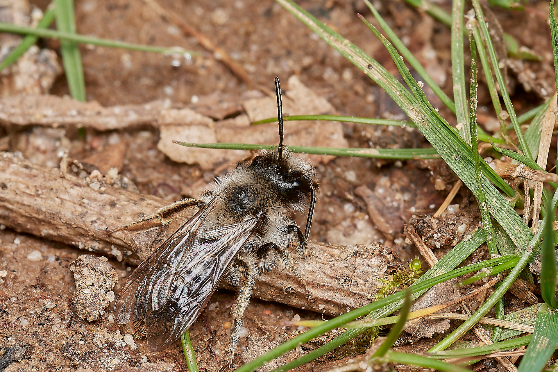 Grey-backed Mining Bee ♂︎(Andrena vaga) Brundall 04/23