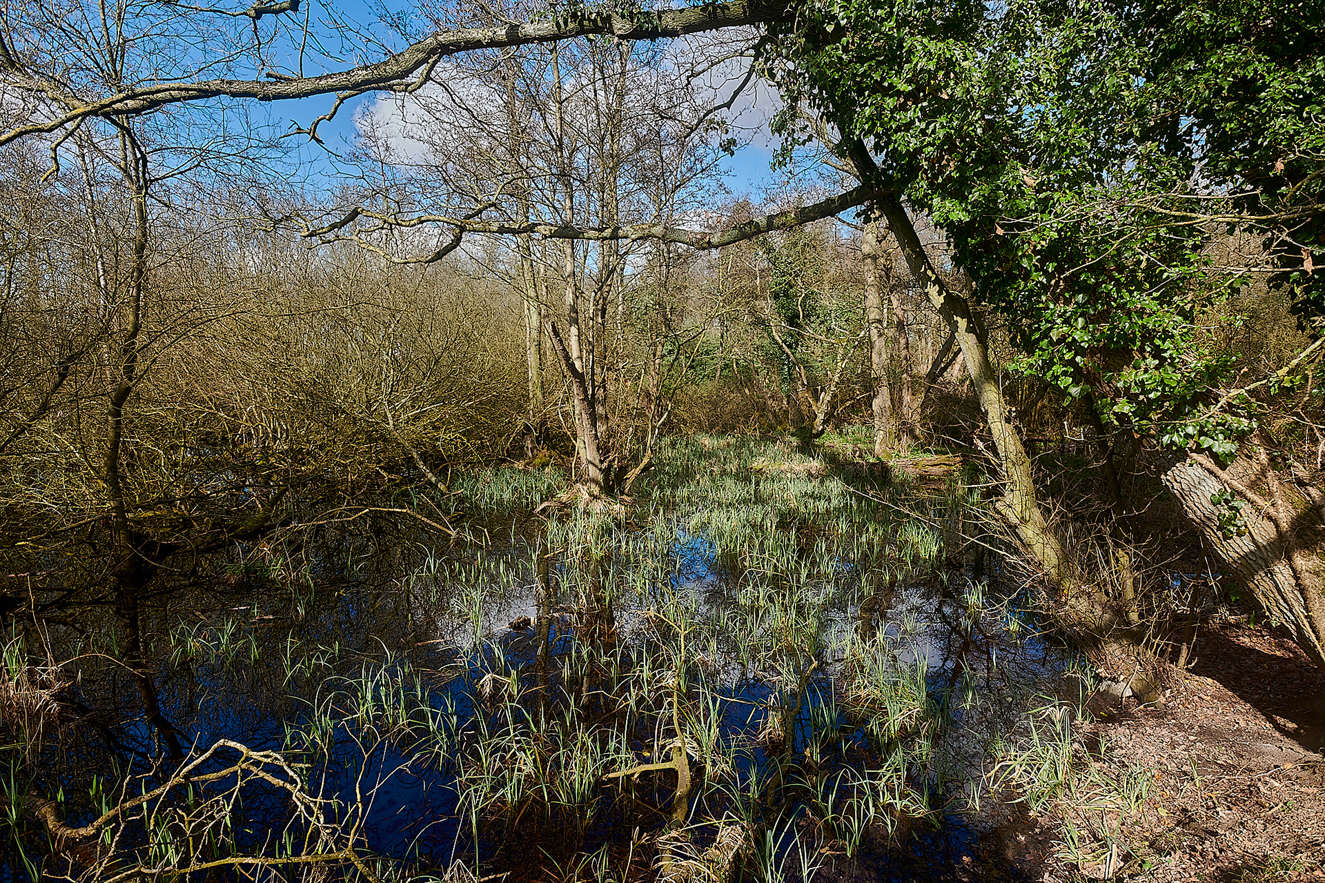 Strumpshaw Fen