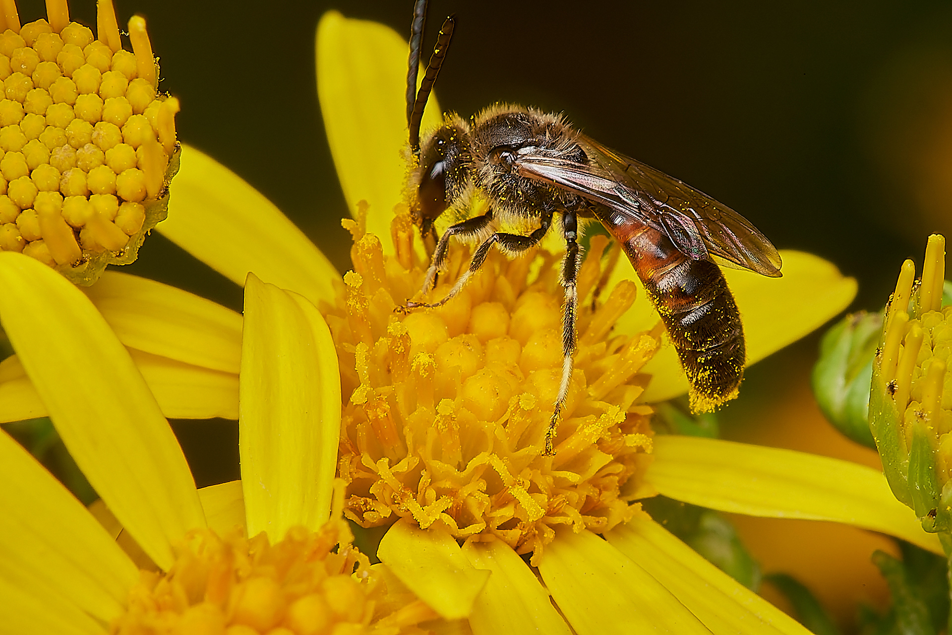 Common Furrow Bee (Lasioglossum calceatum)