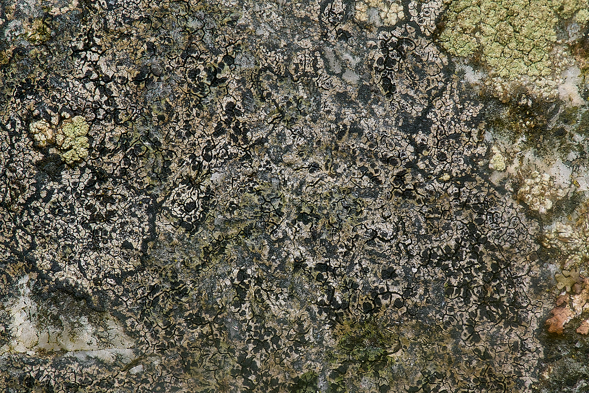 Buellia athelea