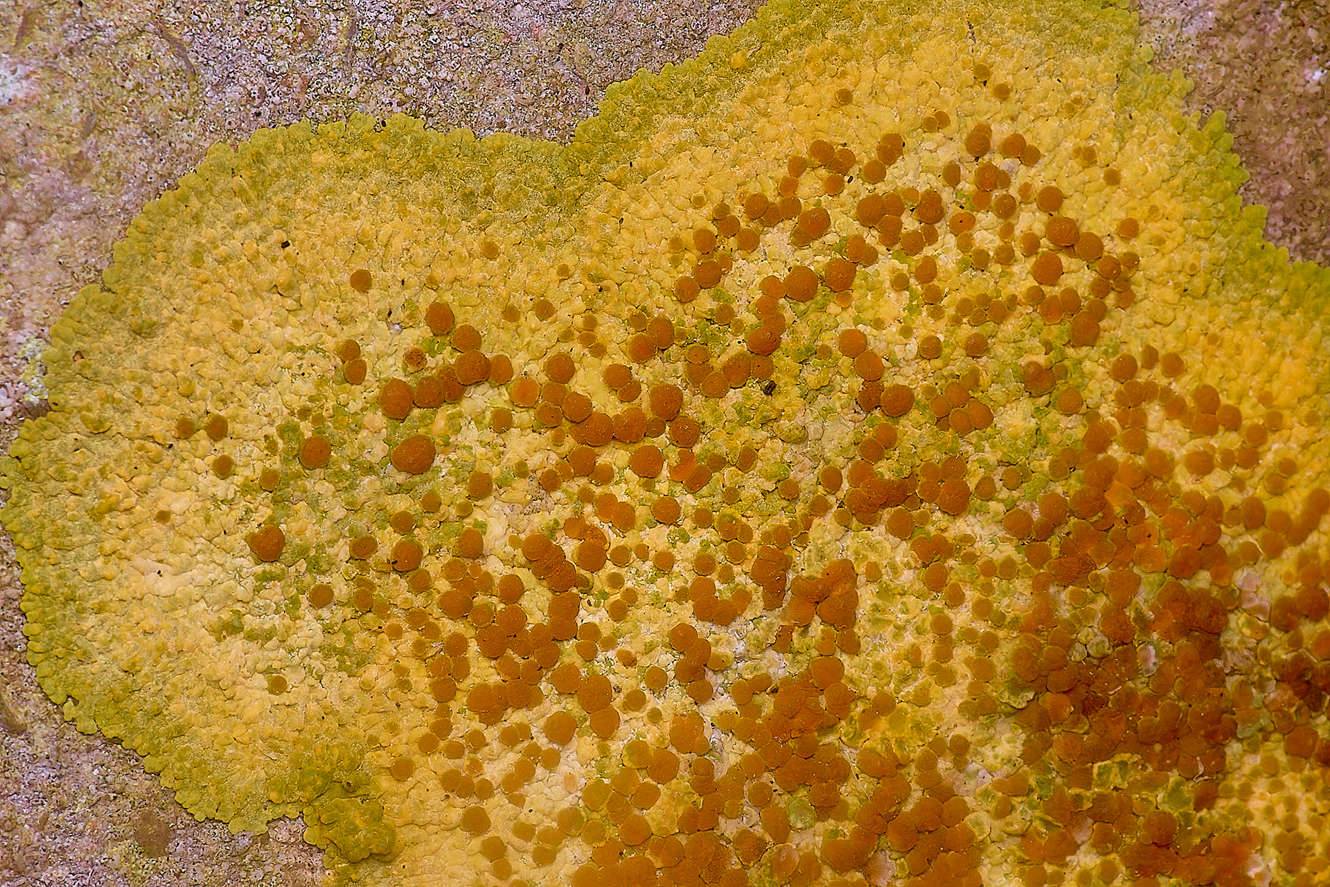 Caloplaca aurantia