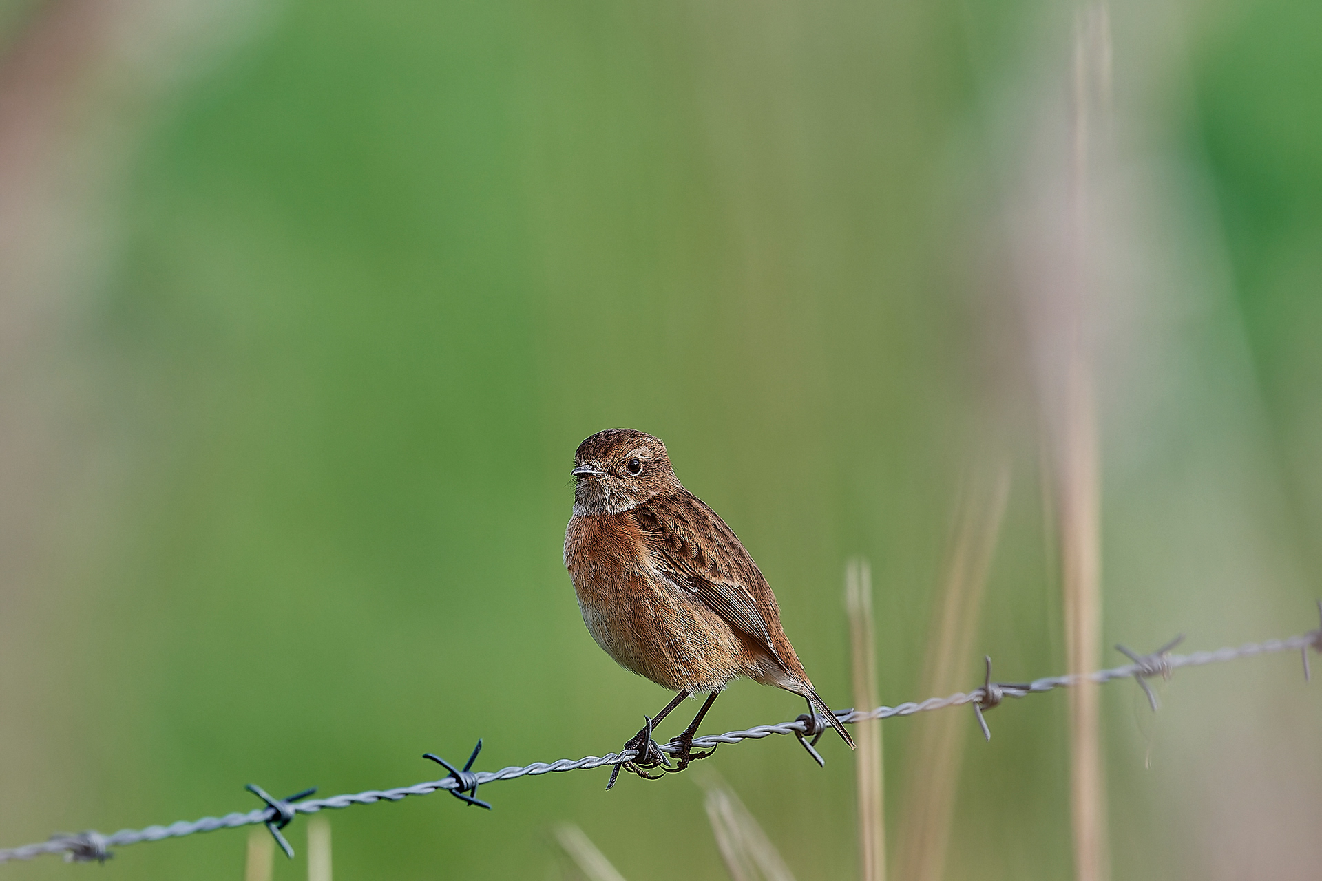 Stonechat (Saxicola torquata)