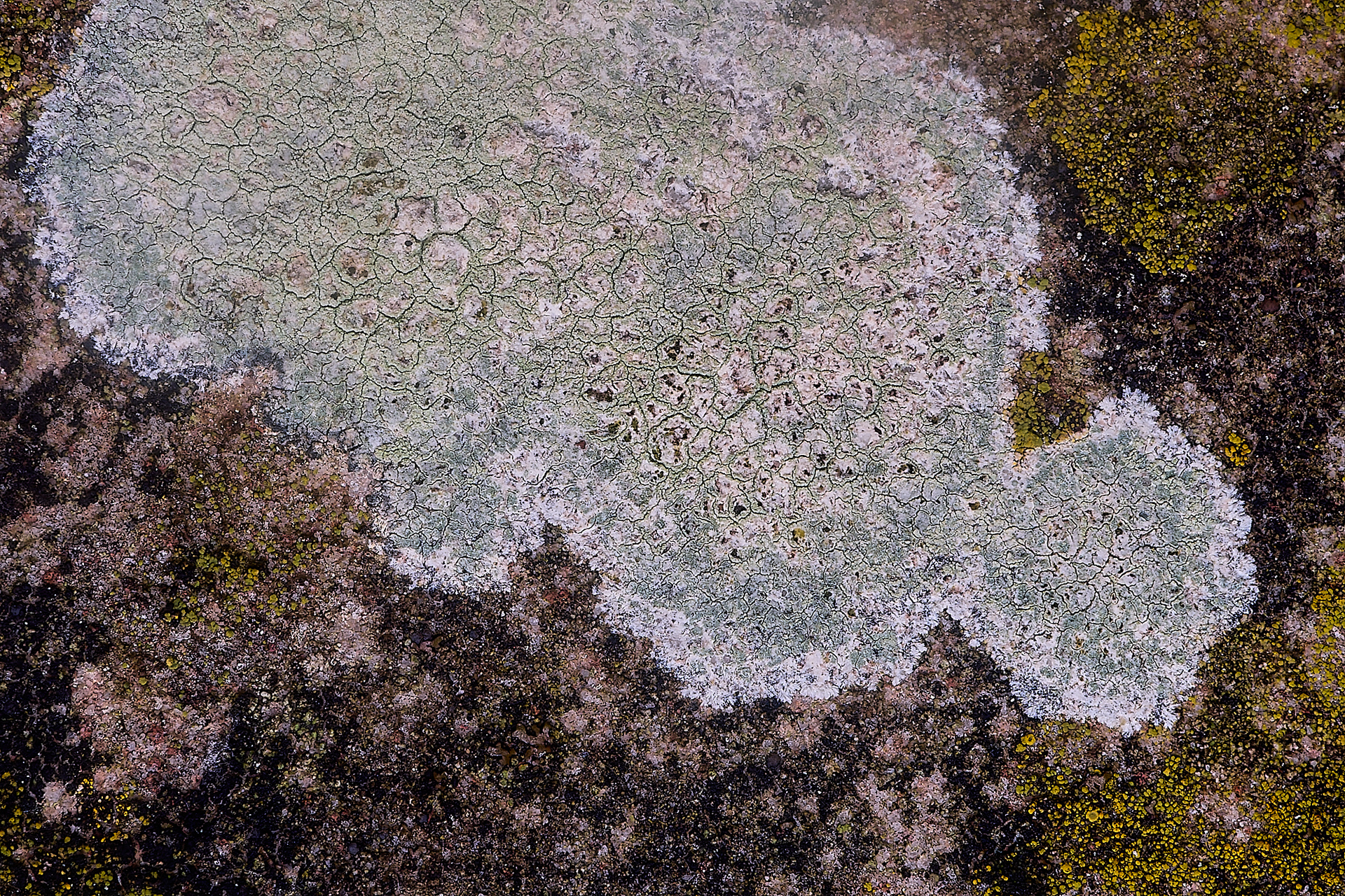 Lecanora expallens
