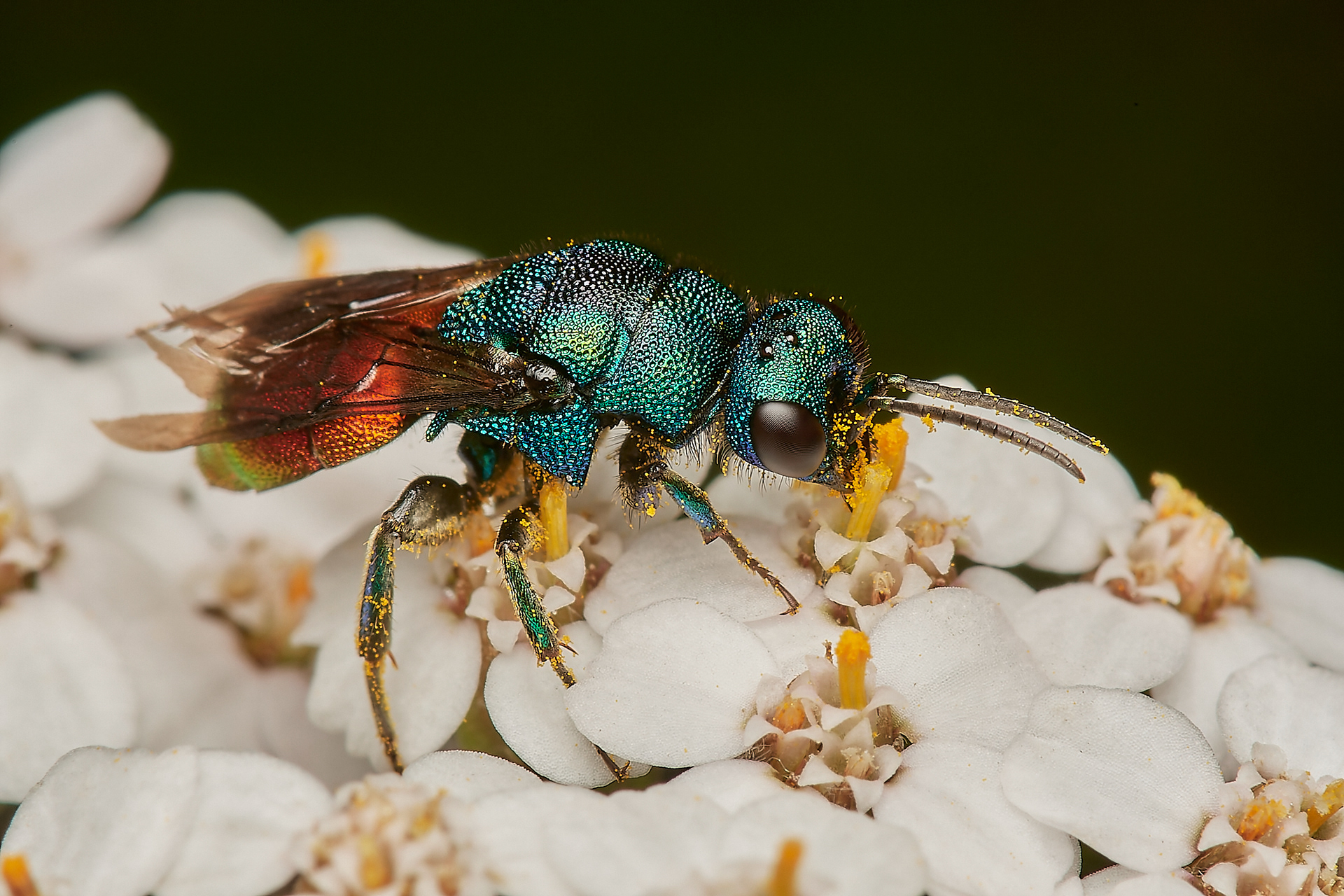 Ruby-tailed Wasp Sp Santon Downham