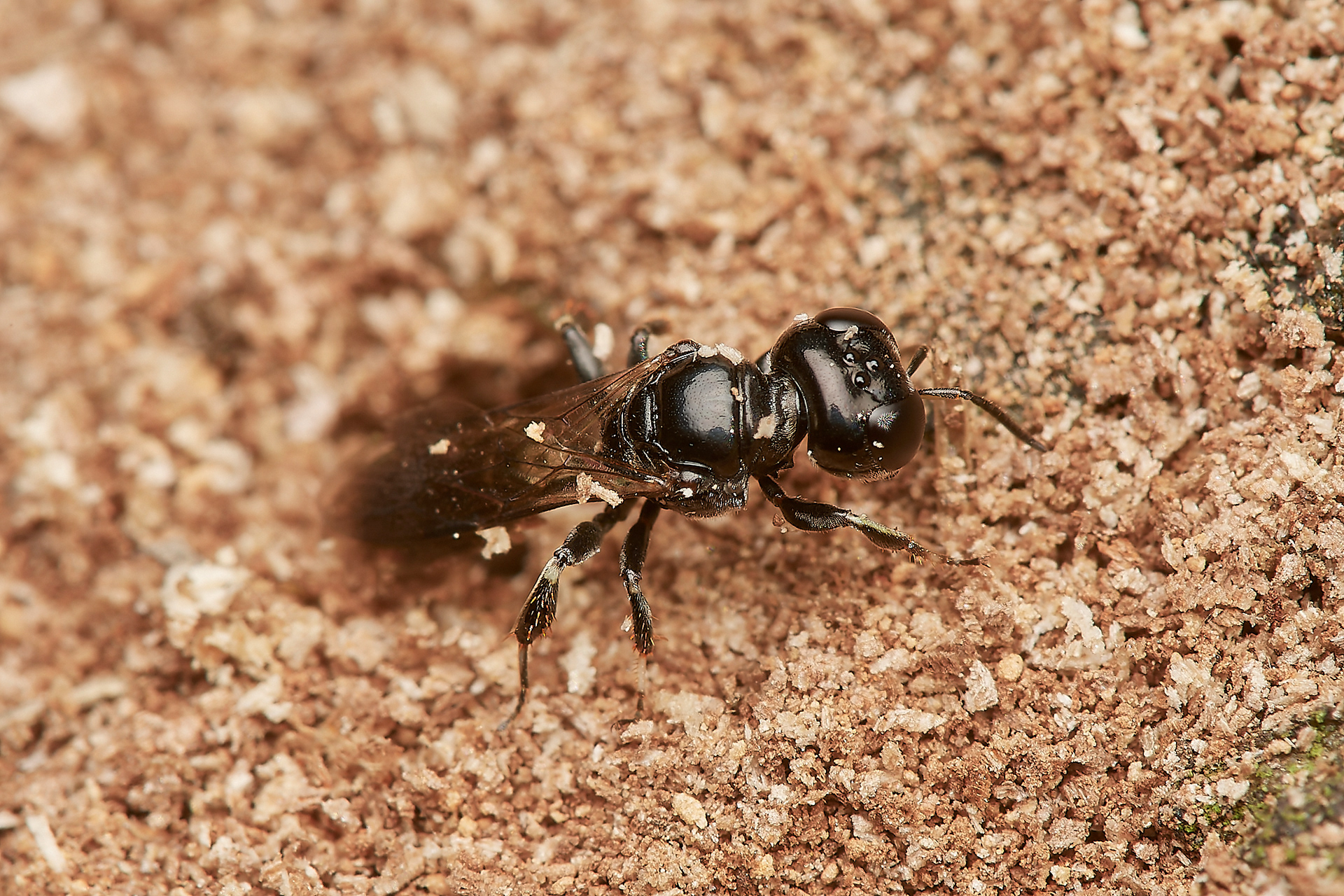 Ring-legged Crossocerus ♀︎(Crossocerus annulipes) Hanworth