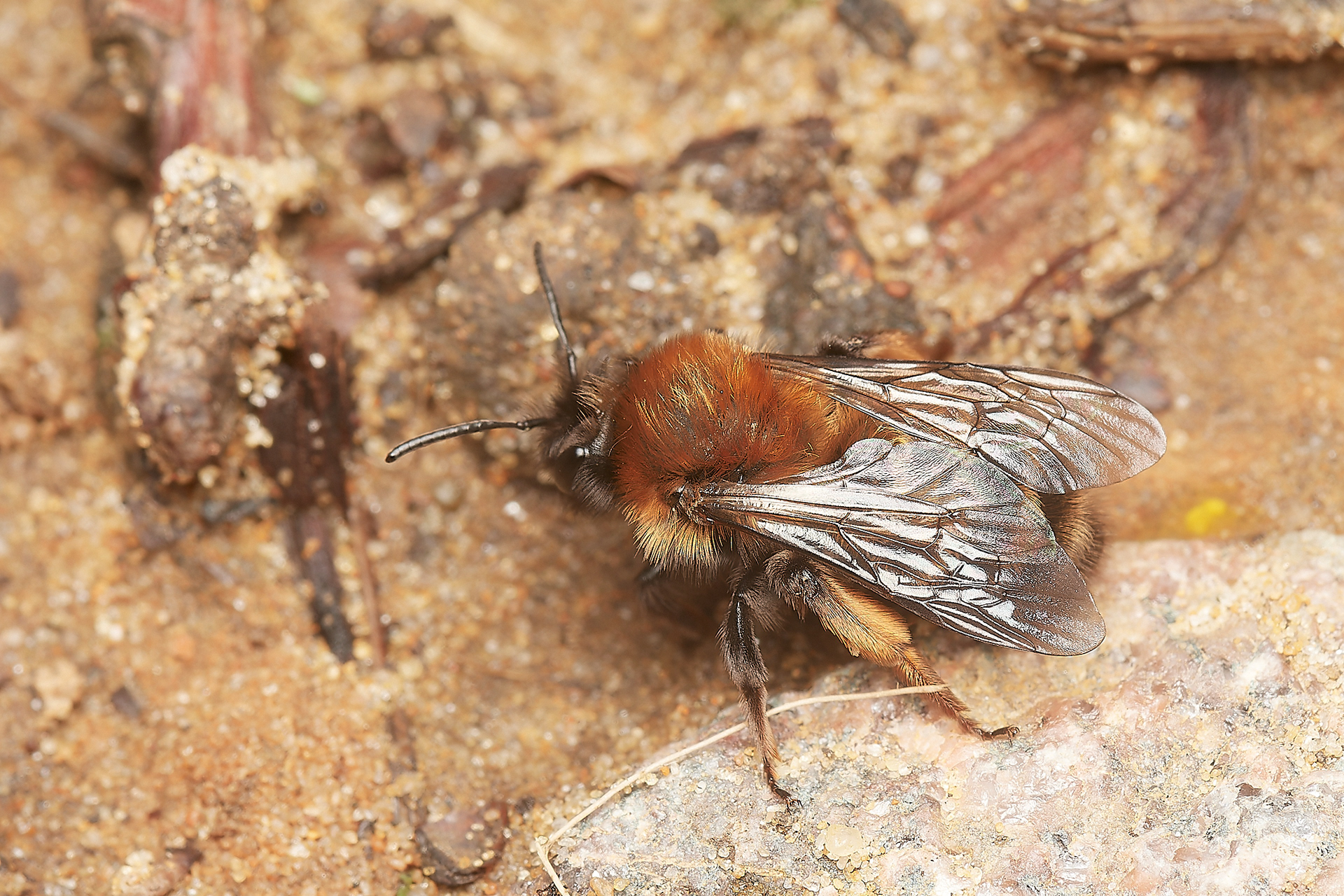 Clark's Mining Bee ♀︎(Andren clarkella) Strumpshaw 03/23