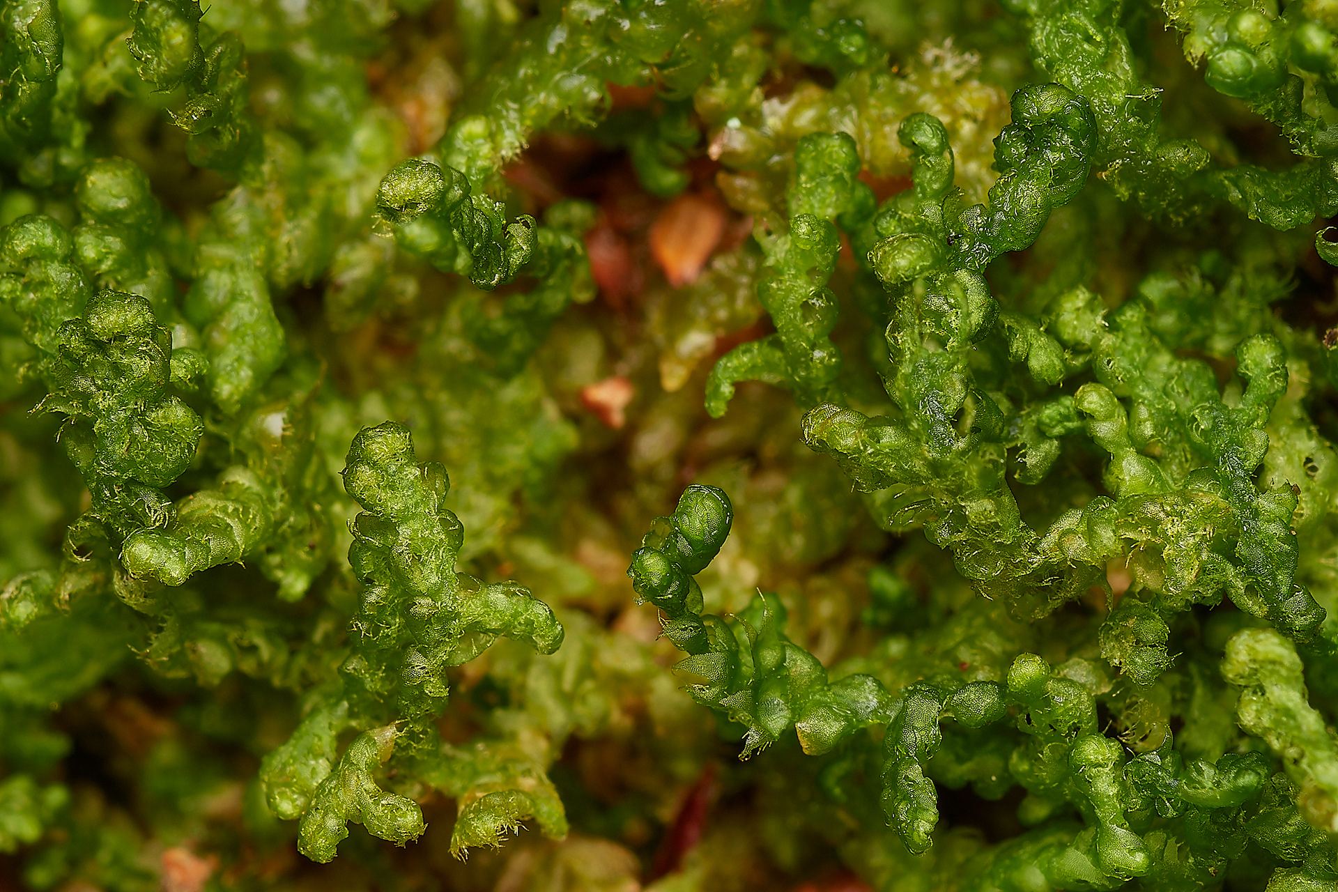 Ciliated Fringewort (Ptilidium ciliare) Wootton Woods