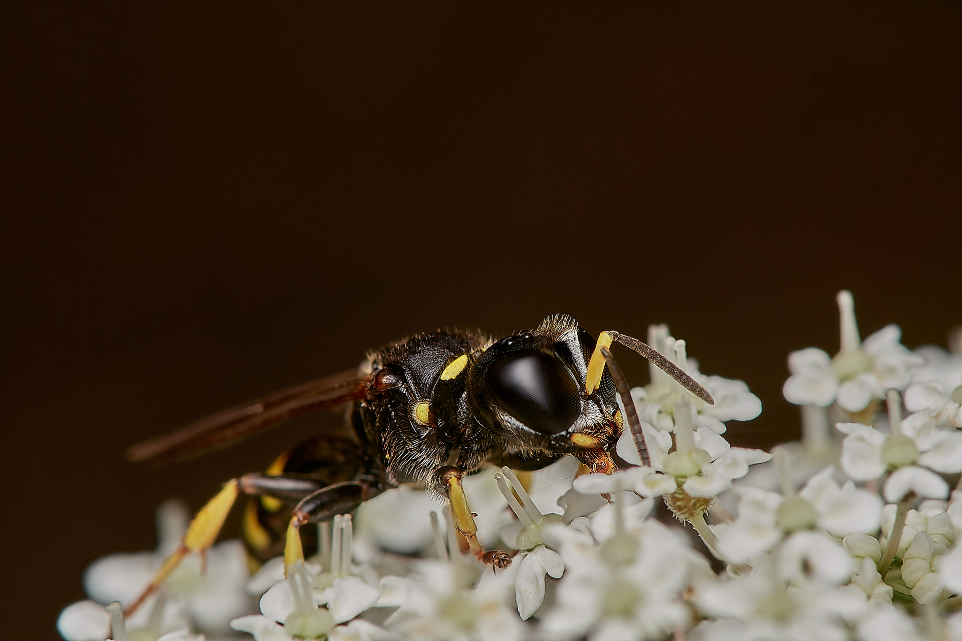 Hogweed Fly Fox (Ectemnius lituratus) Alderford Common