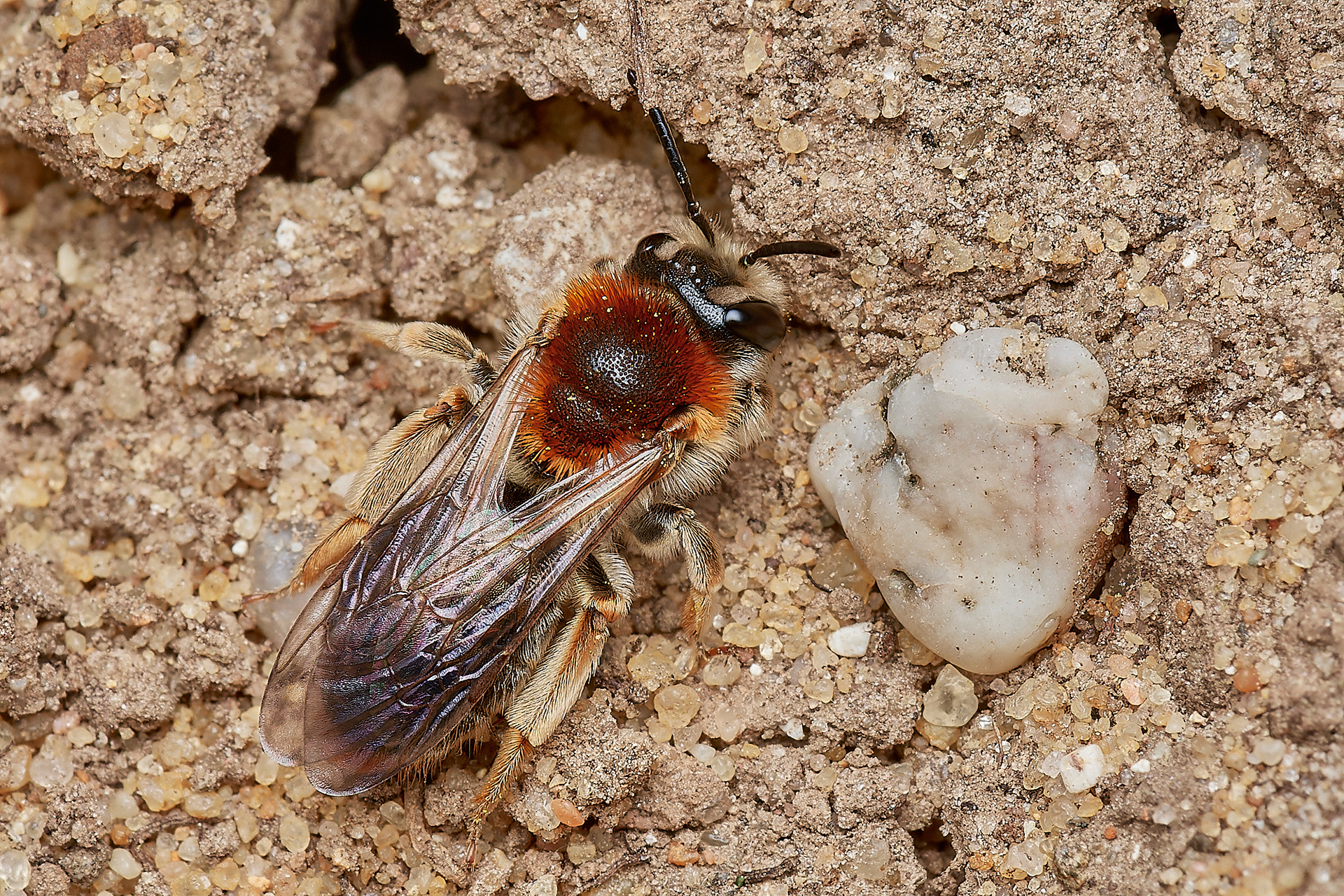 Orange-tailed Mining bee ♀︎(Andrena haemorrhoa) Hanworth 04/23