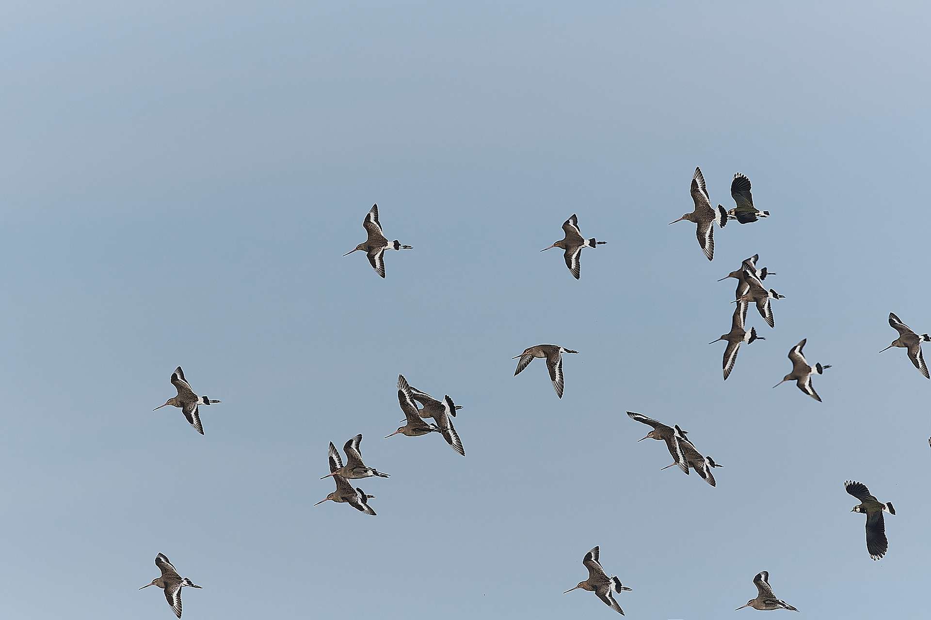 Black-tailed Godwit (Limosa limosa)