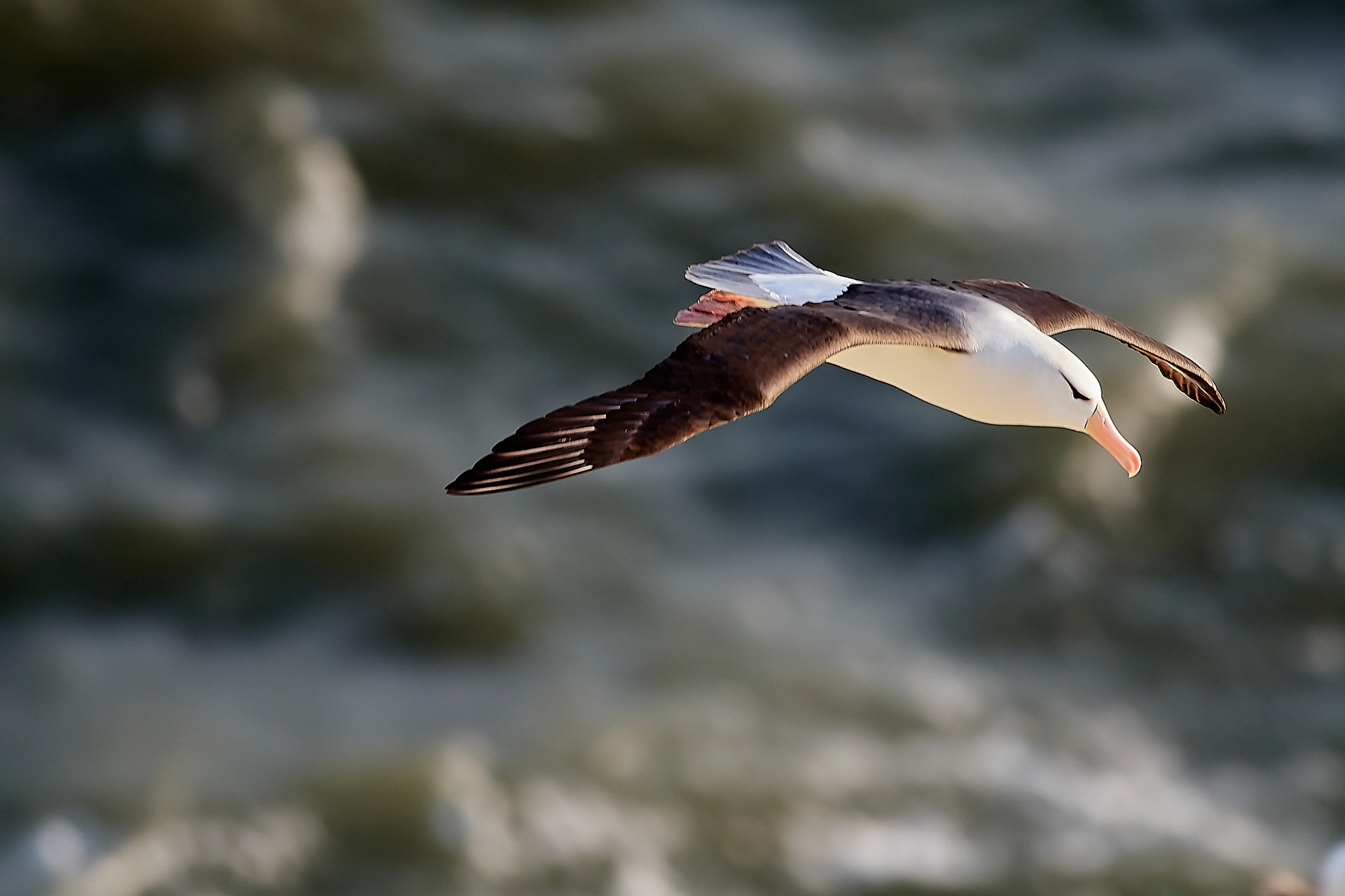 Black-browed Albatross (Thalassarche melanophris)