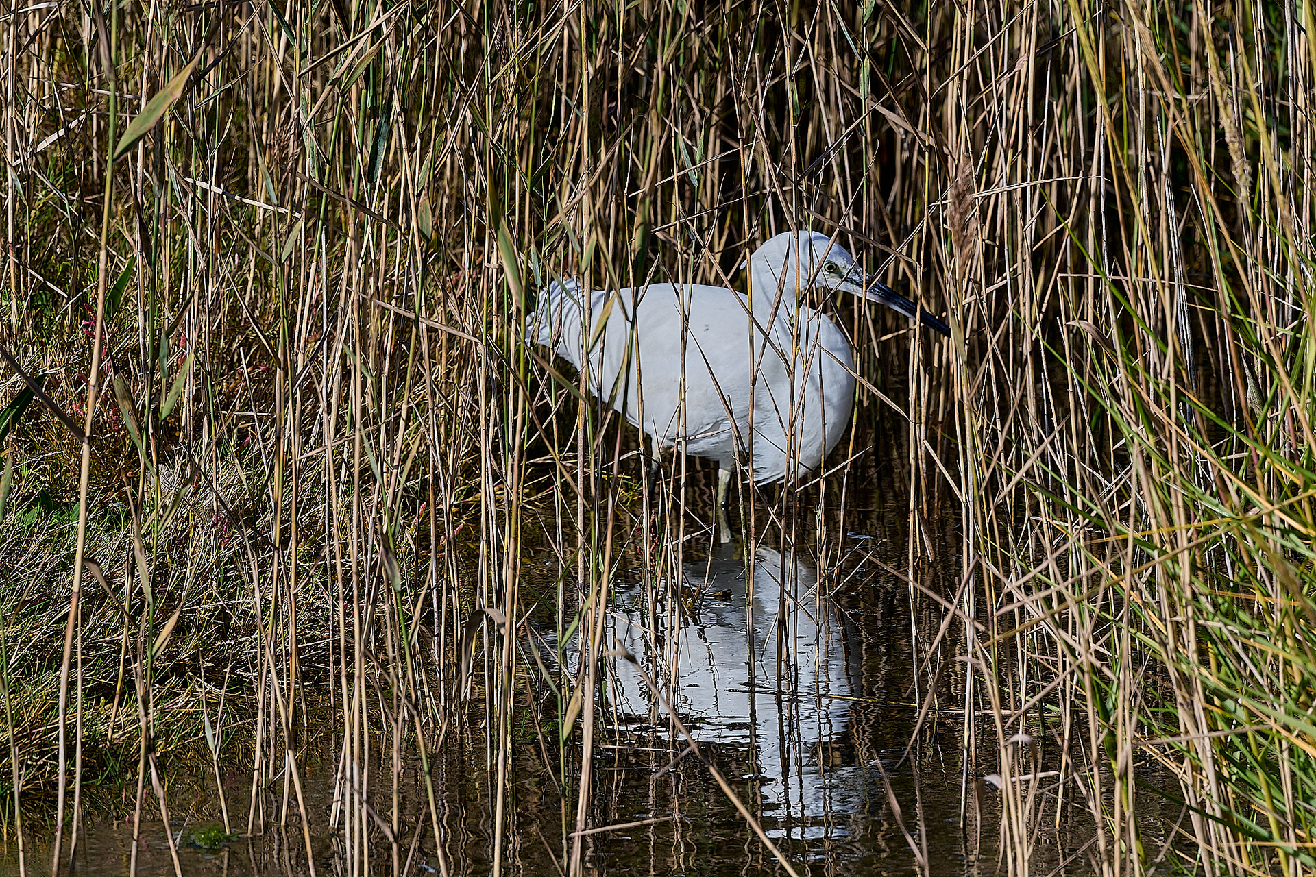 Little Egret (Egretta garzetta)