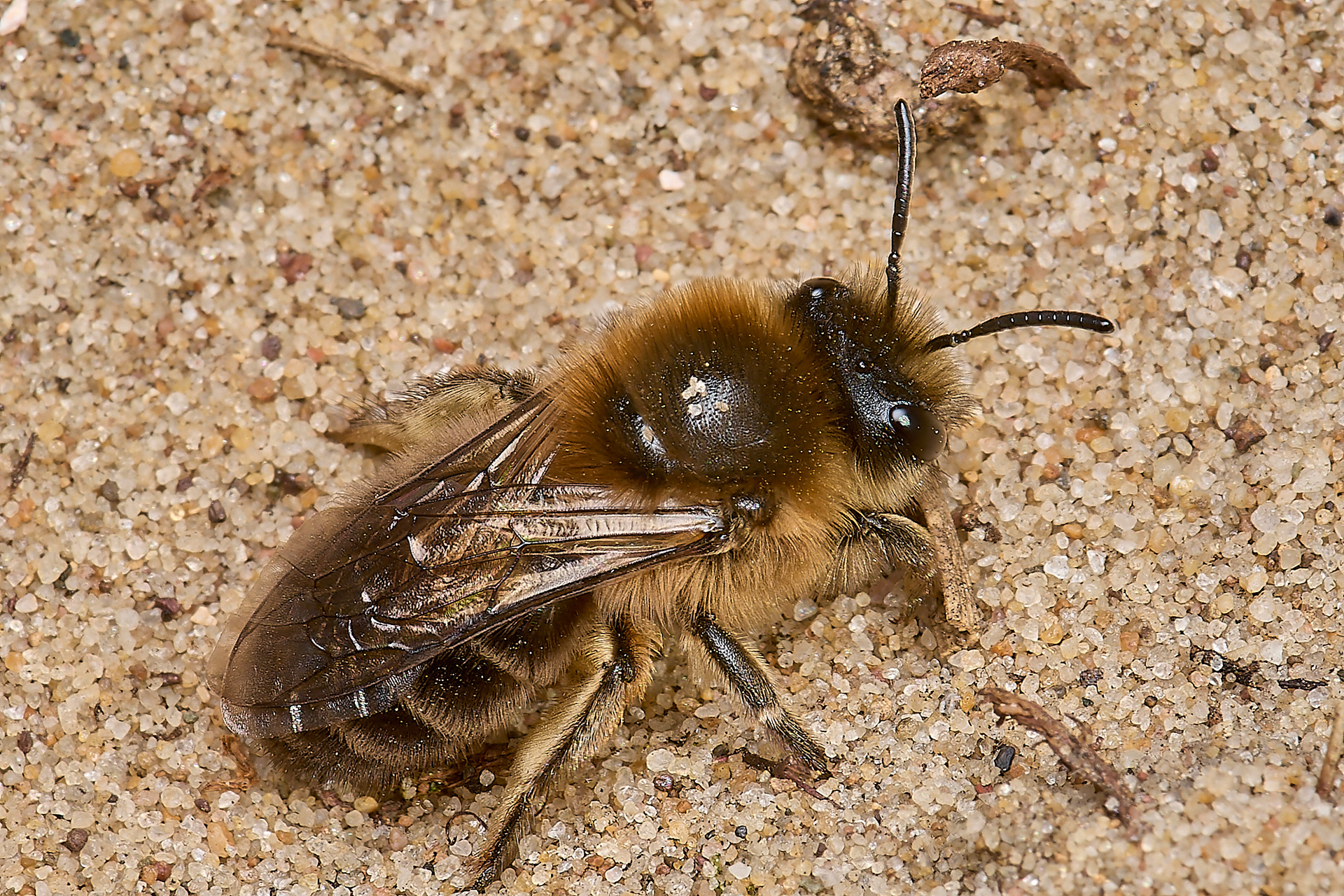 Early Colletes (Colletes cunicularius)