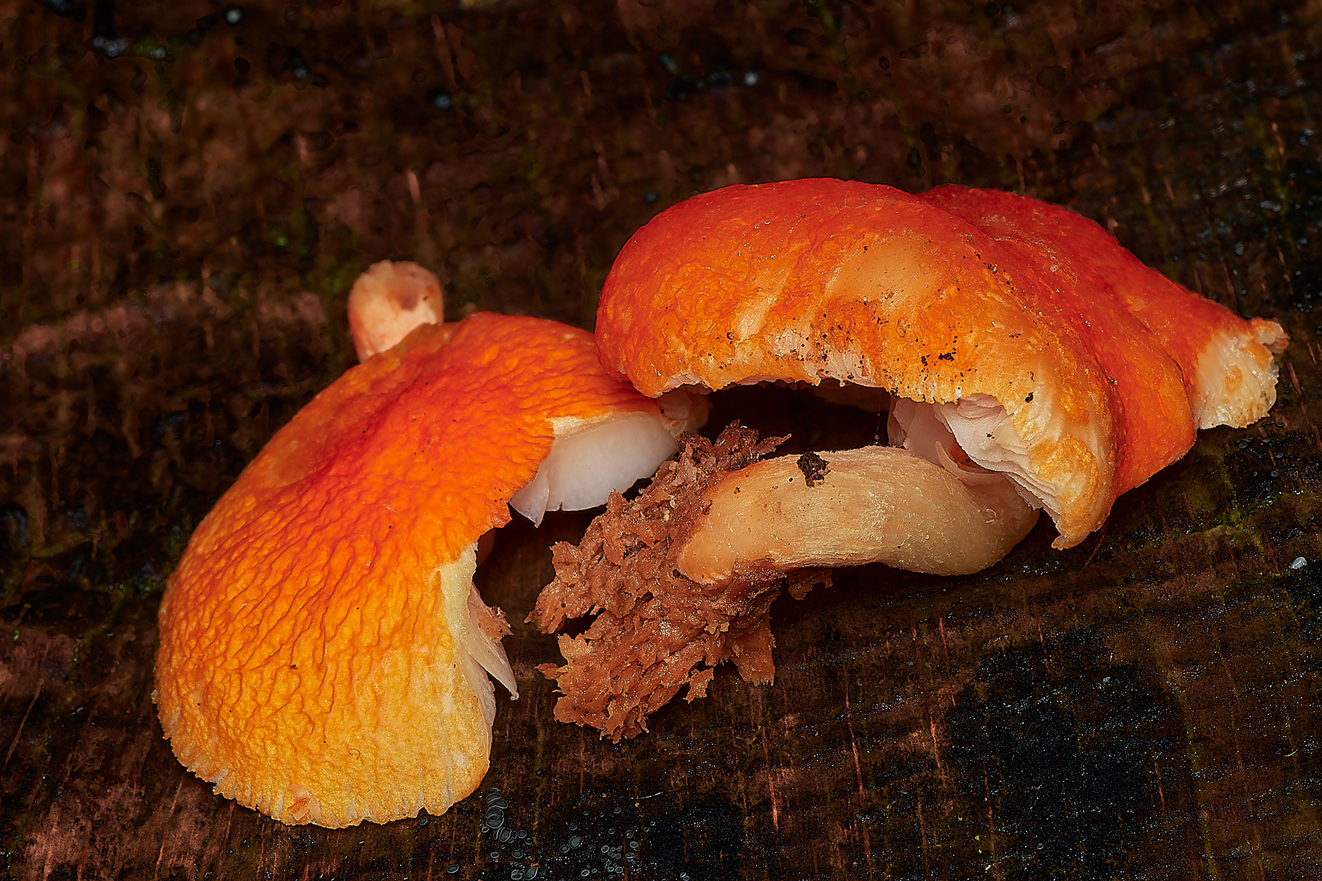 Flame Shield (Pluteus aurantiorugosus) Holkham Park