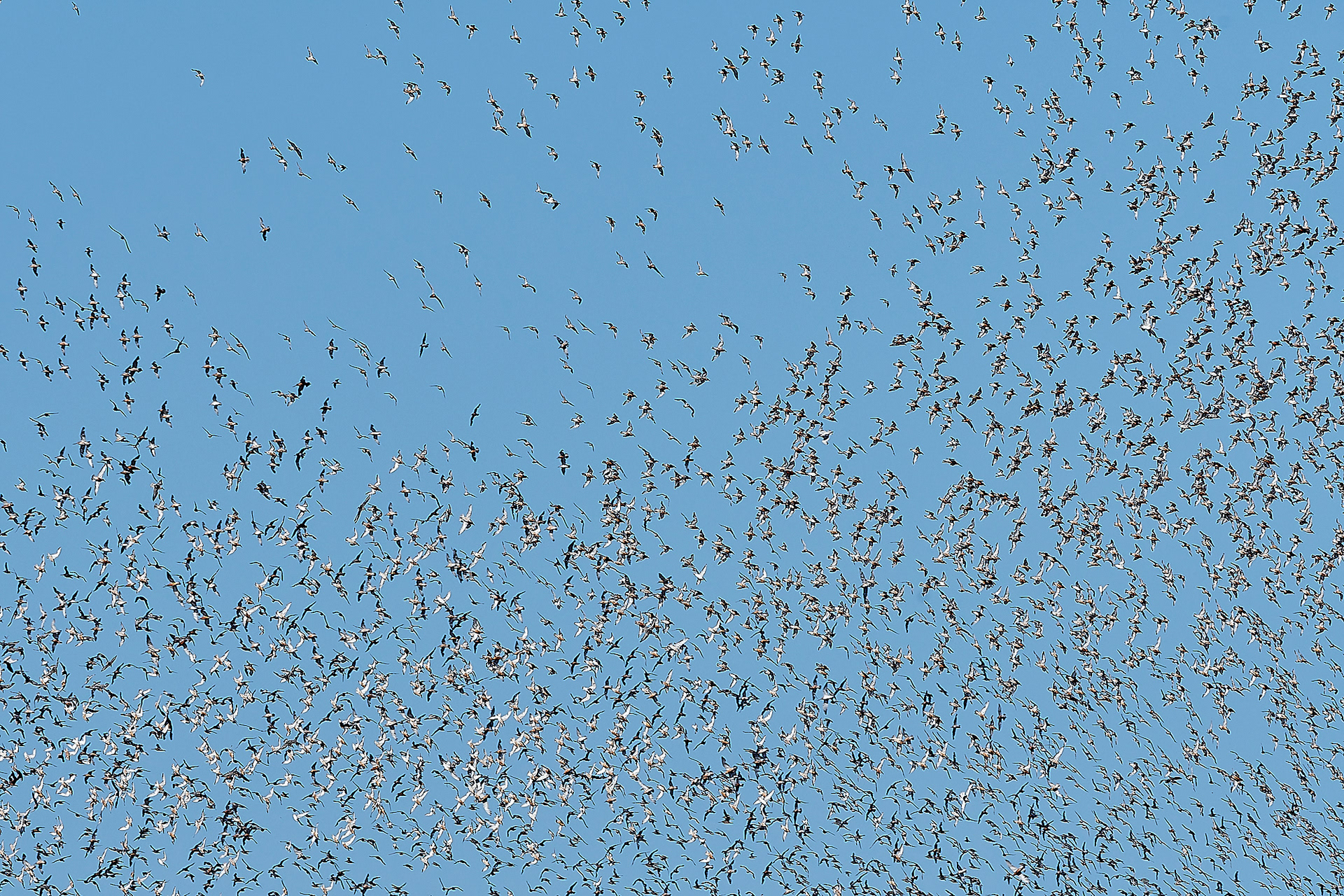 Snettisham Wader Spectacular 08/21