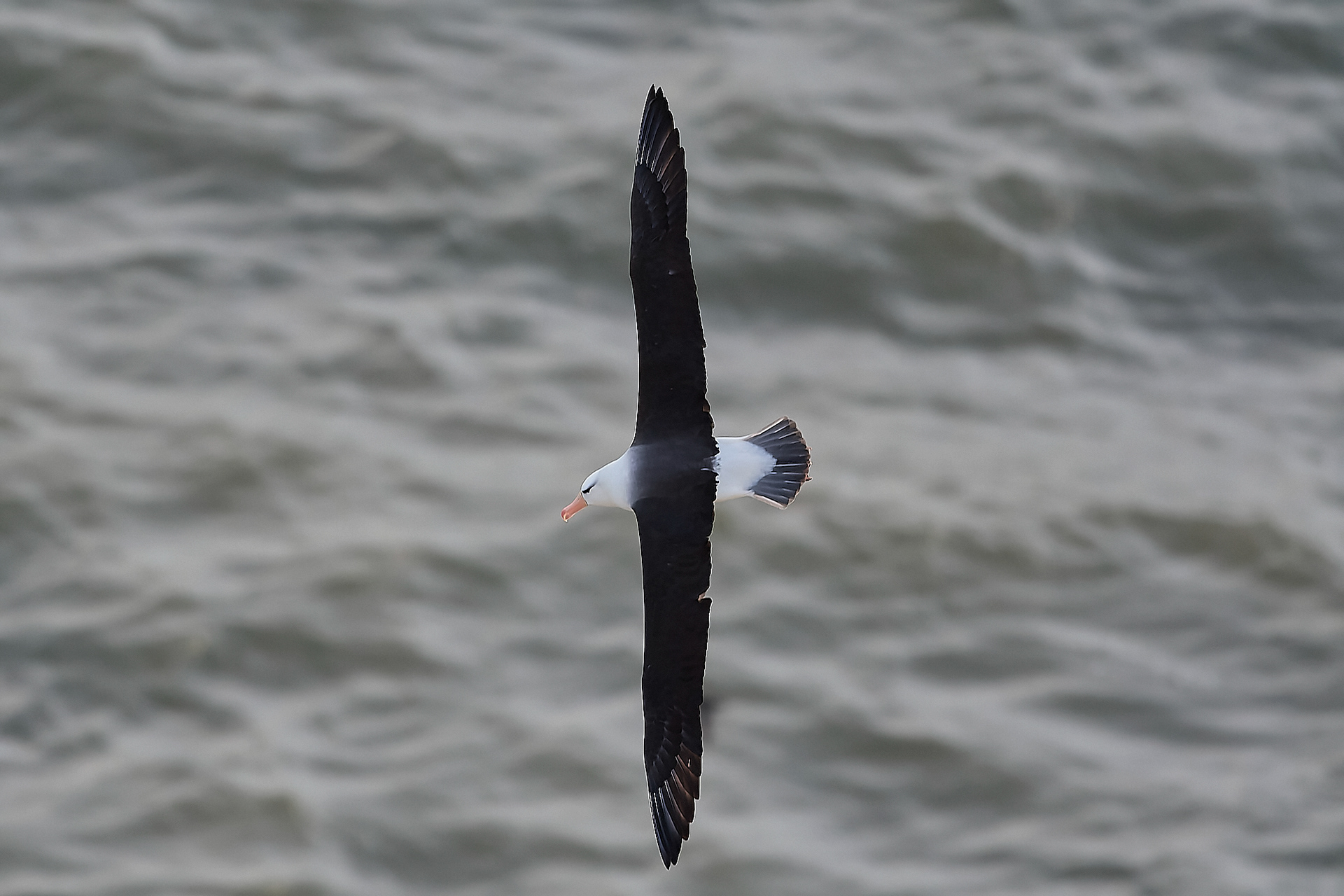 Black-browed Albatross (Thalassarche melanophris)