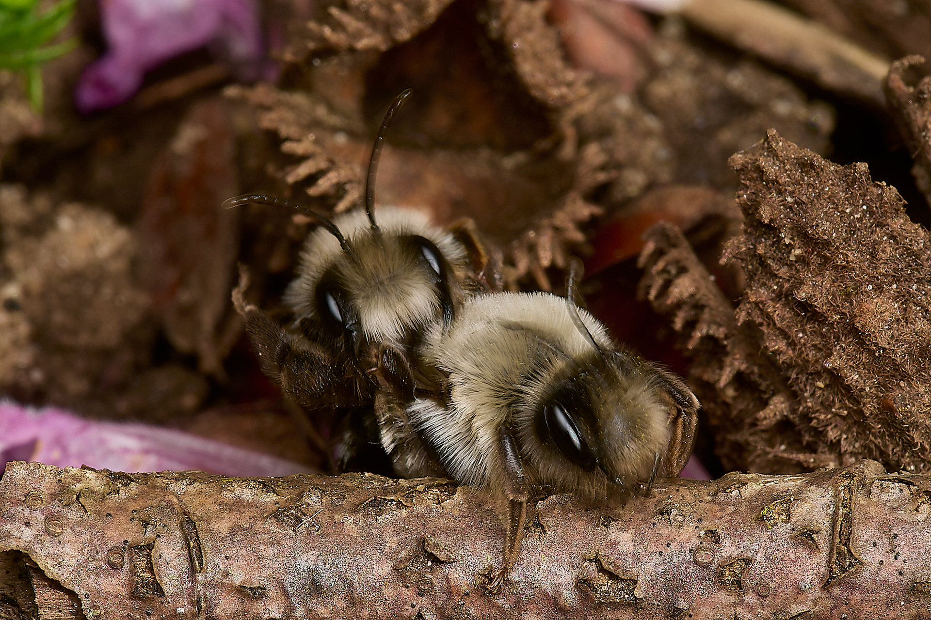 Grey - backed Mining Bee ♂︎ & ♀︎(Andrena vega) Norwich