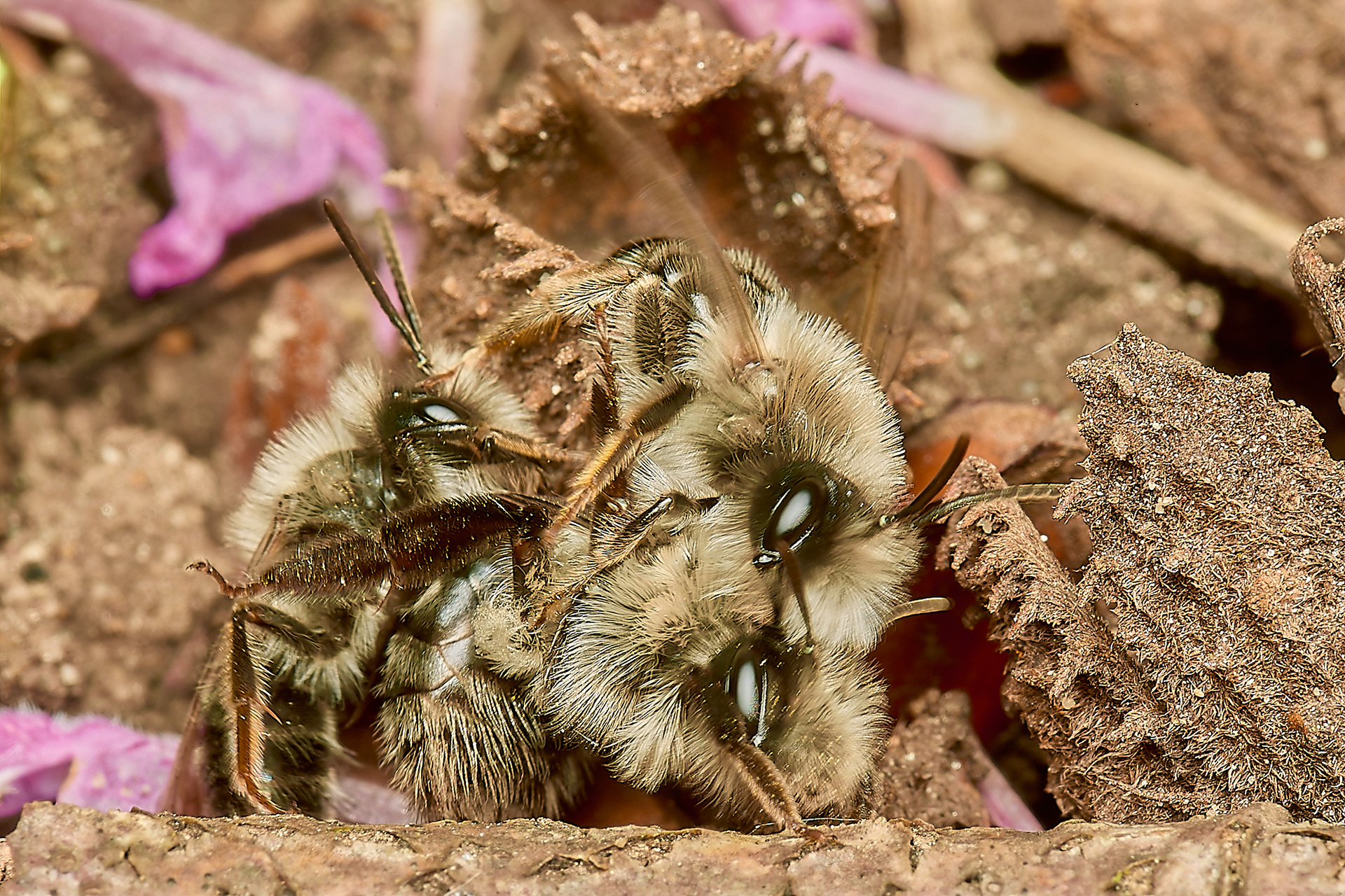 Grey - backed Mining Bee (Andrena vega) Norwich