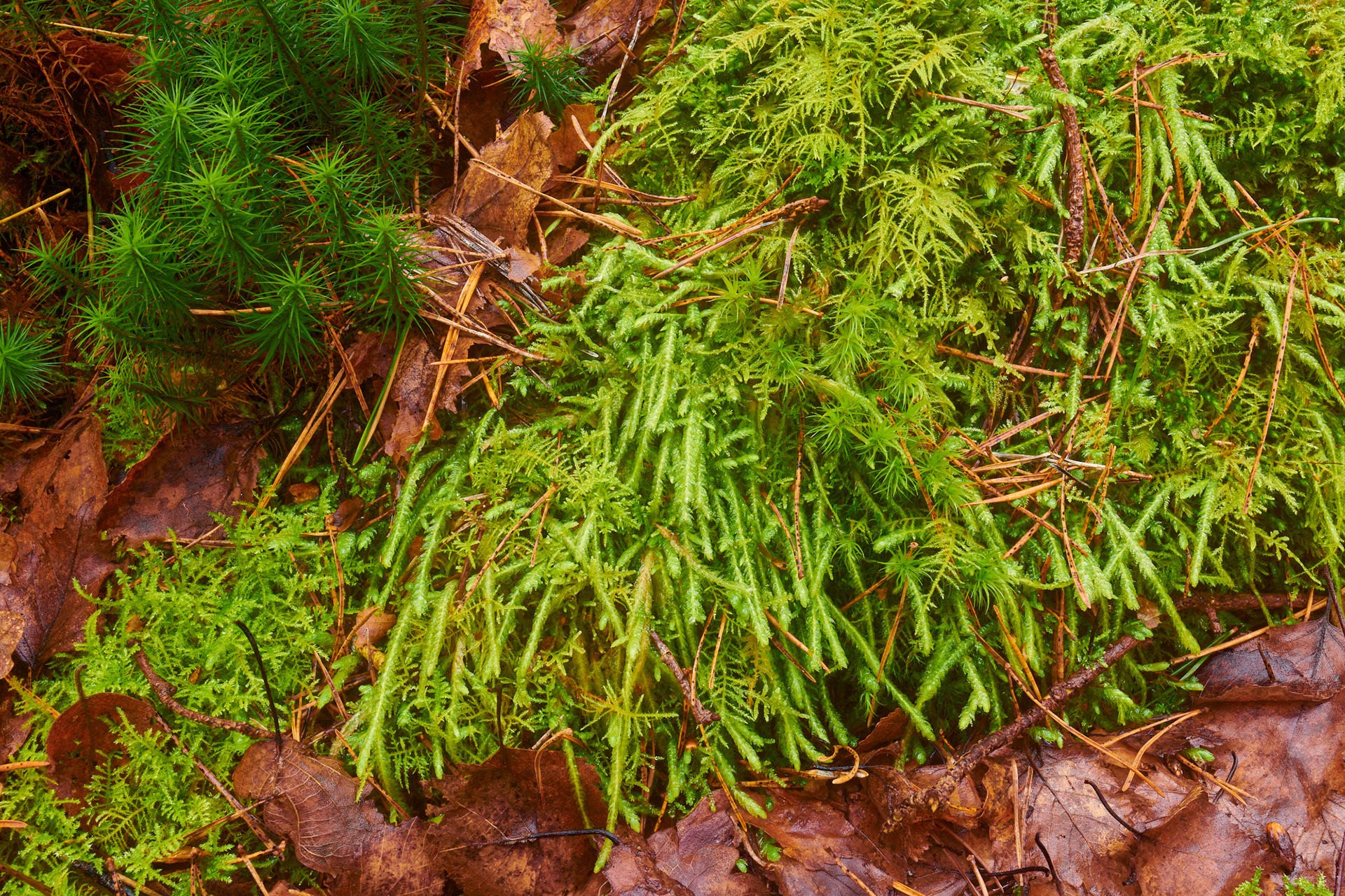 Wavy Silk-moss (Plagiothecium undulatum) Ling Common