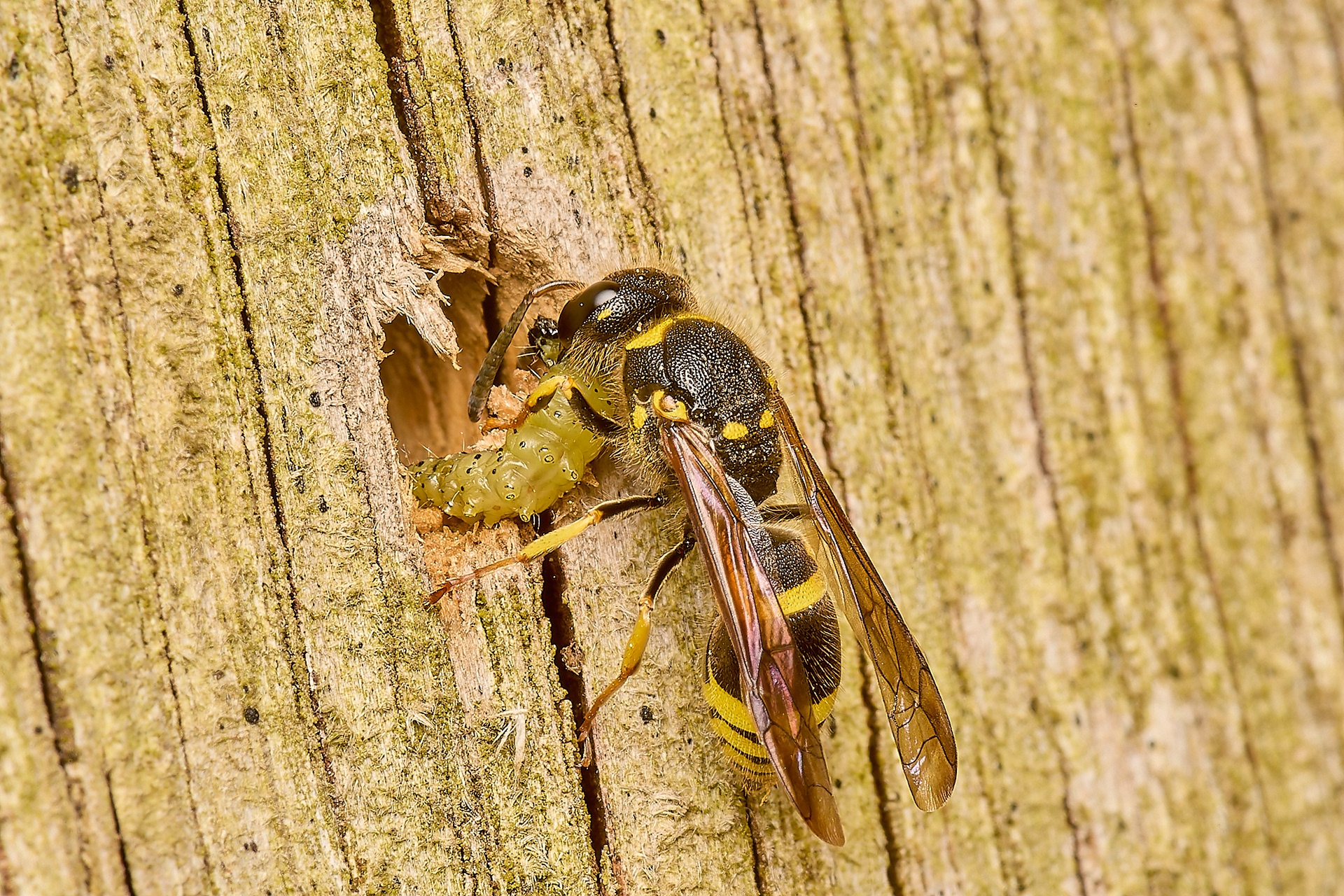 Early Mason Wasp (Ancistrocerus nigricornis)♀︎