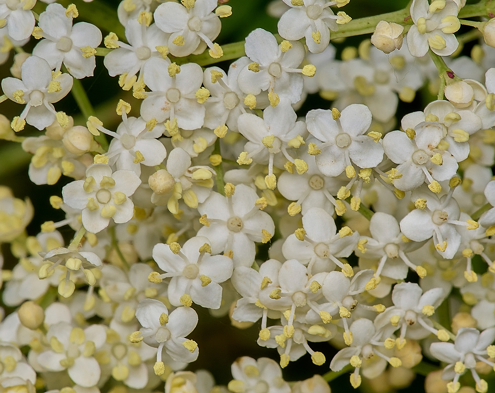 Elder