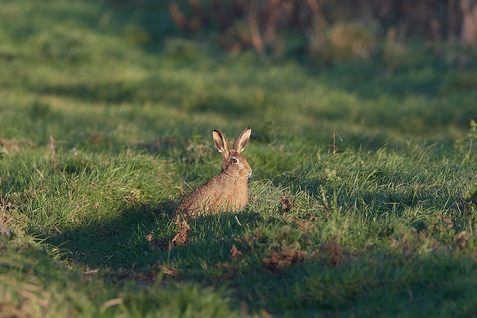 Brown Hare (Lepus europaeus)