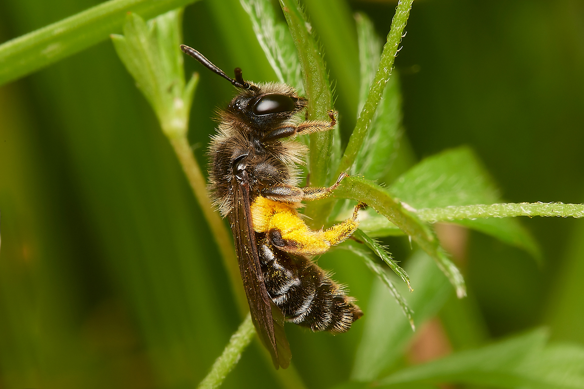 Tormentil Mining Bee ♀︎(Andrena tarsatta) Broadland Country Park