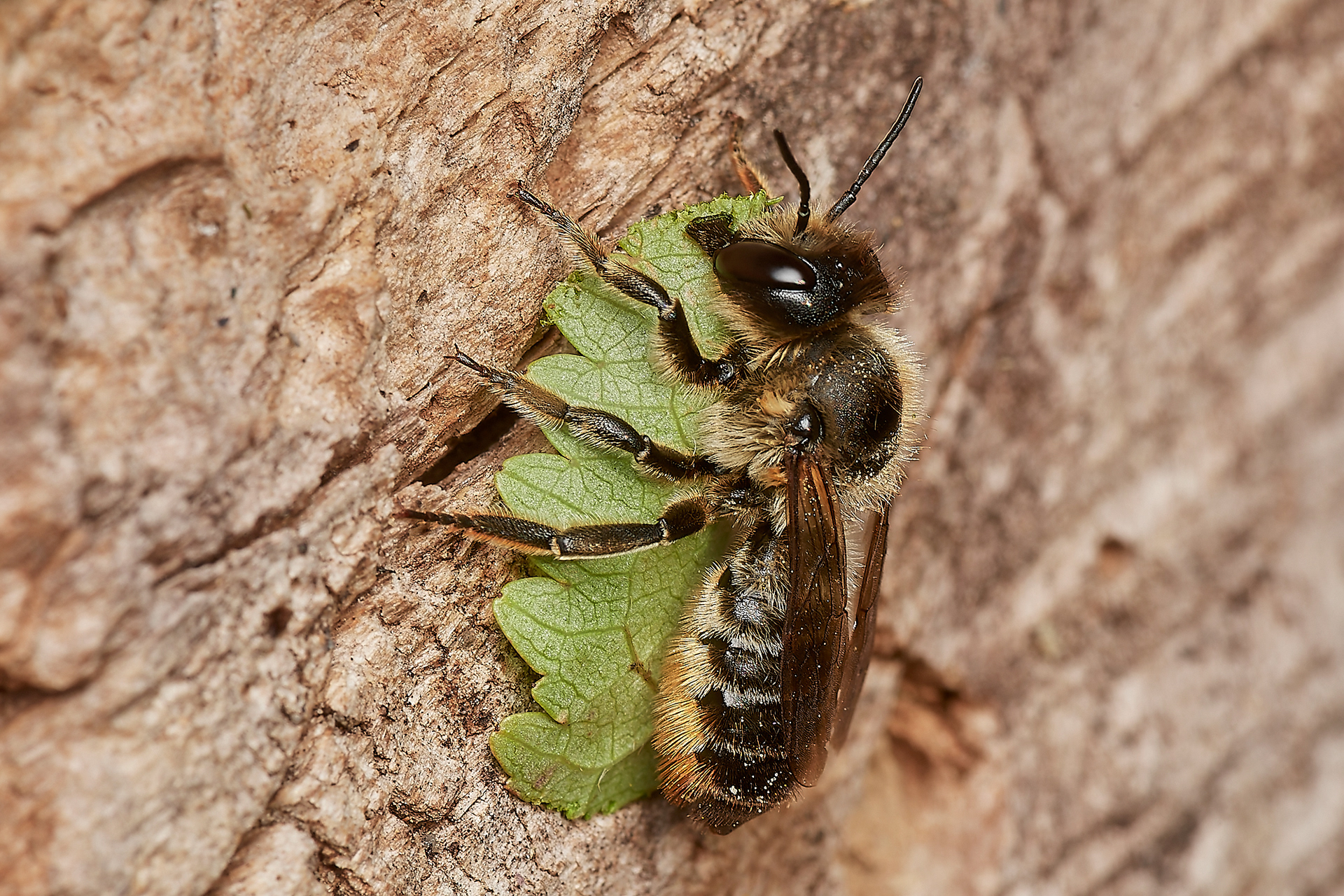 Willughby's Leafcutter Bee (Megacile willughbiella) Hanworth