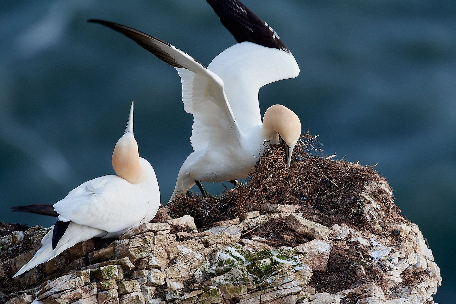 Gannets (Morus bassanus)