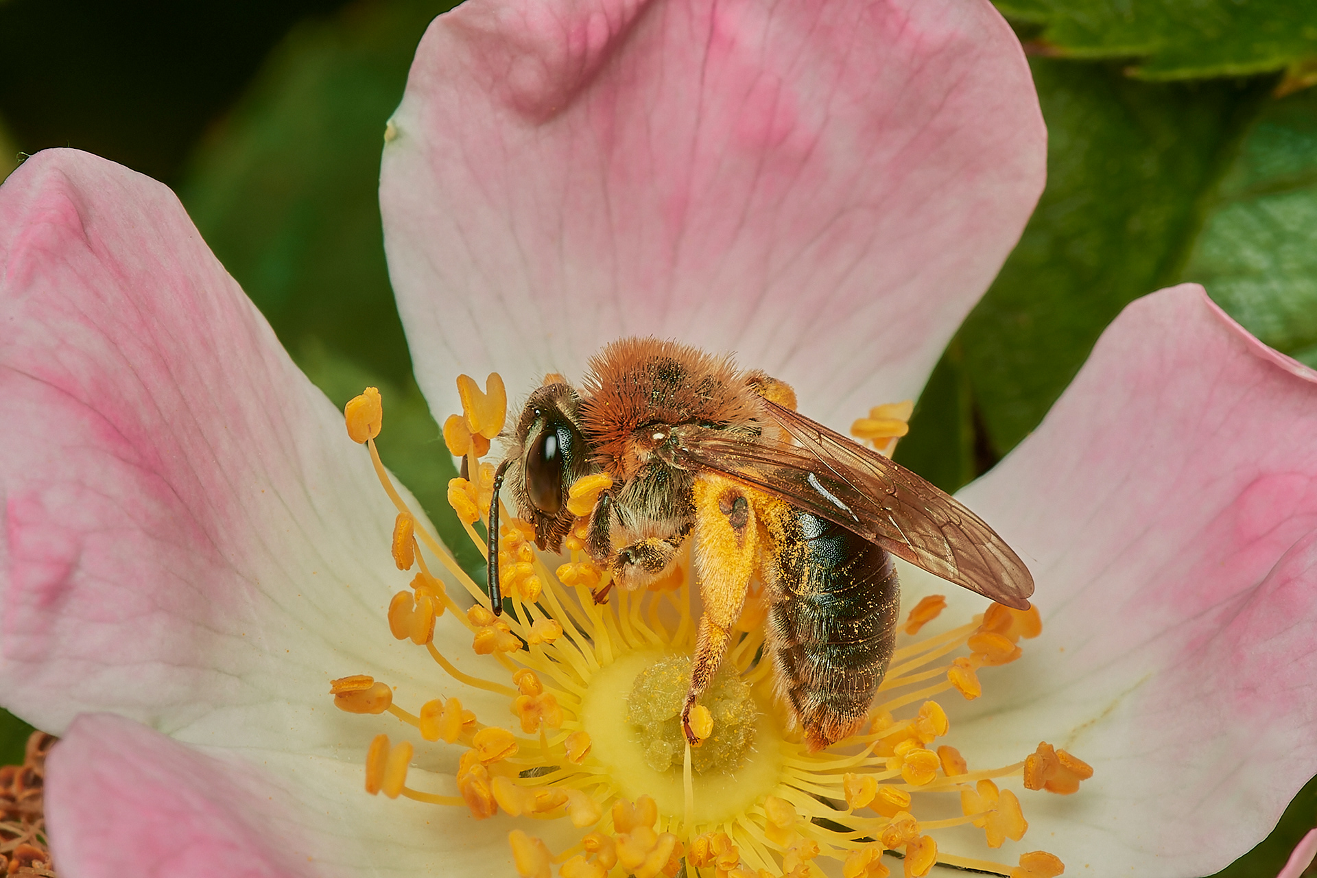 Orange-tailed Mining Bee♀︎ (Andrena haemorrhoa) Hanworth