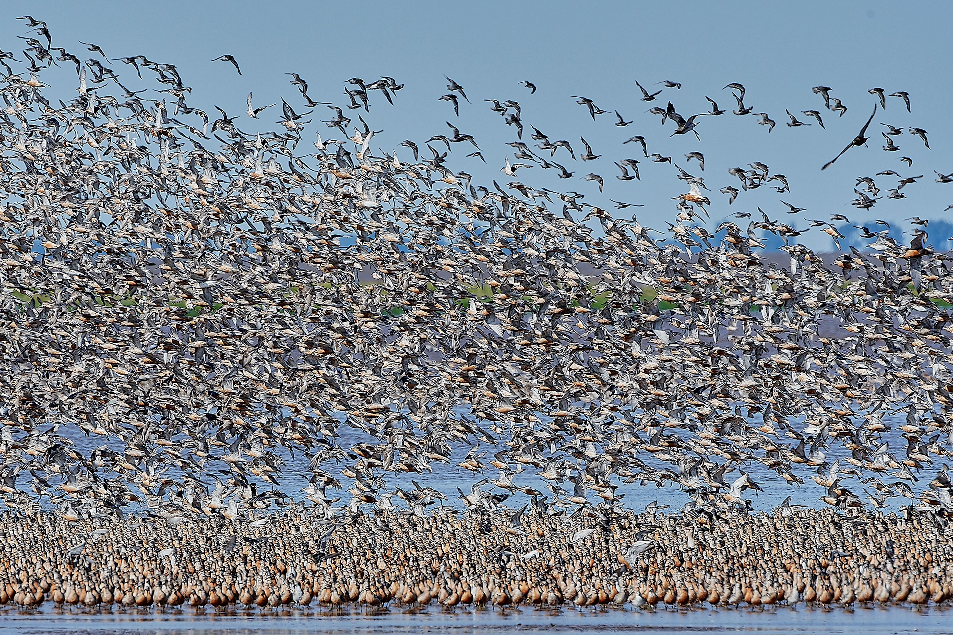 Snettisham Wader Spectacular 08/21