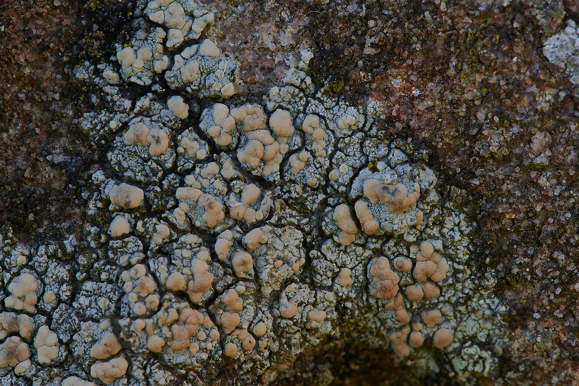 Lichen Sp Cley Church
