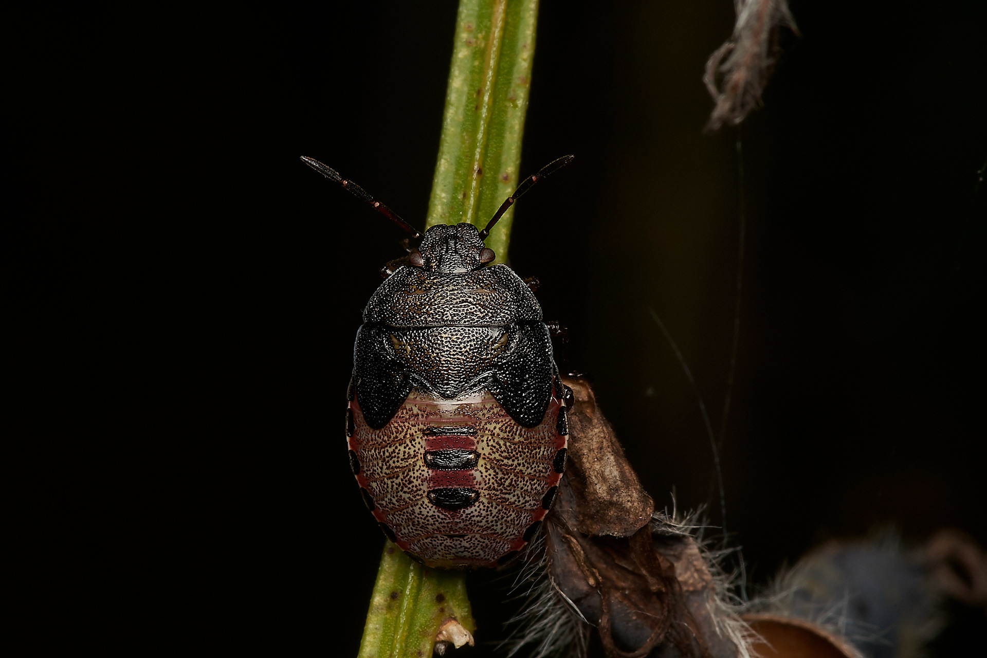 Heather Shieldbug (Rhacognathus punctatus) Kelling Heath