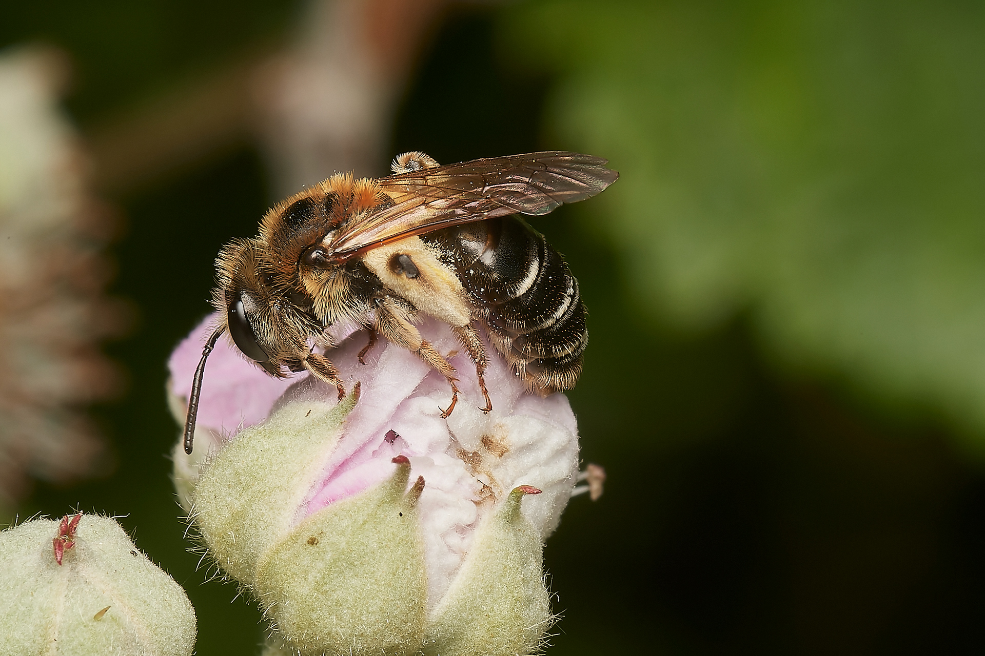 Short-fringed MIning Bee ♀︎(Andrena dorsatta) Hanworth