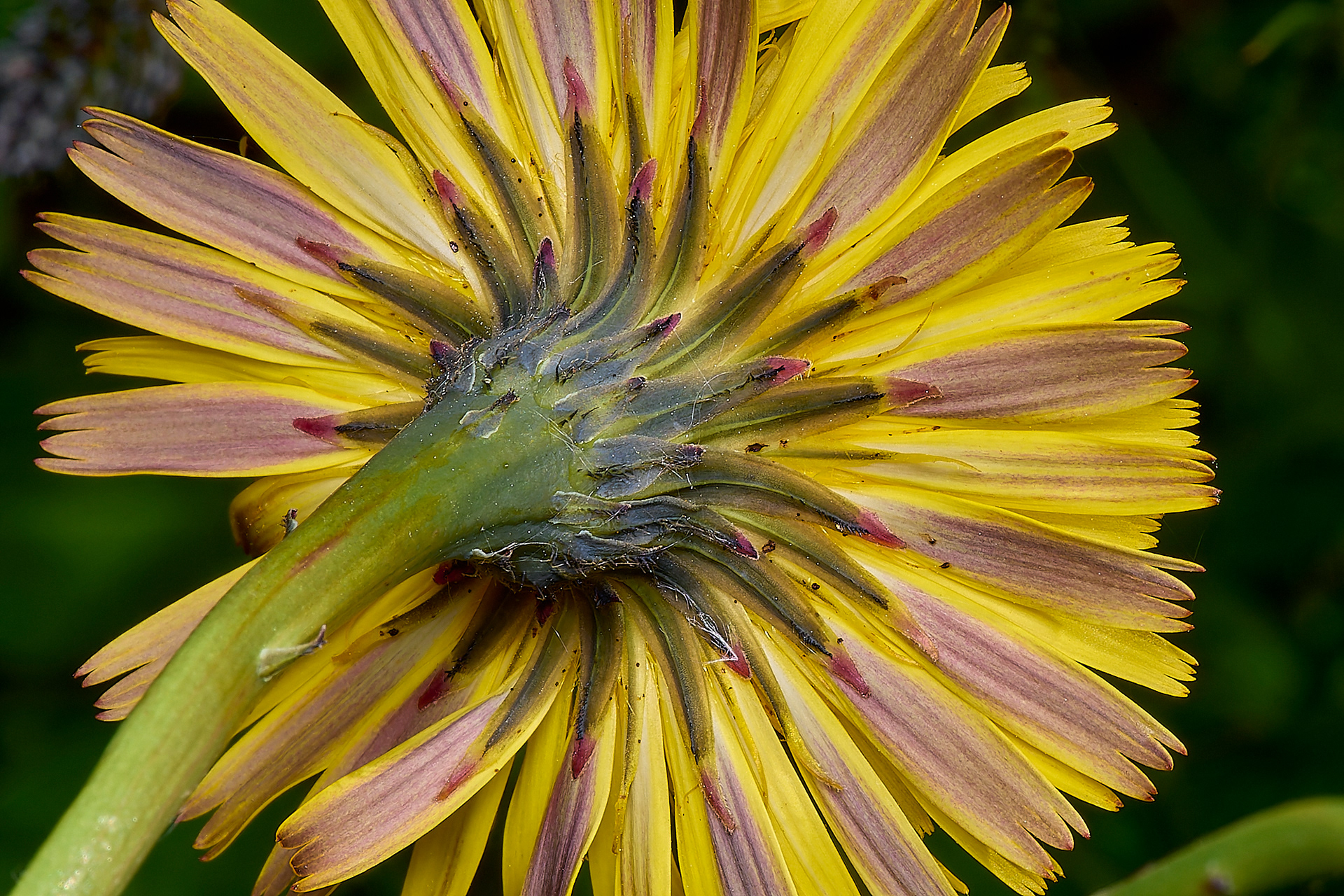 Cat's Ear (Hypocharis radicata)