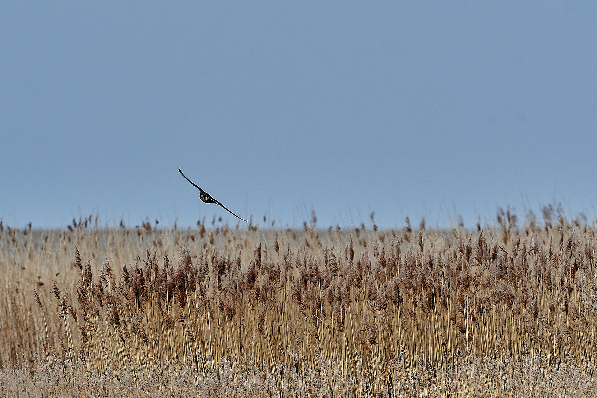 Peregrine (Falco pregrinus) hawking the reedbed.