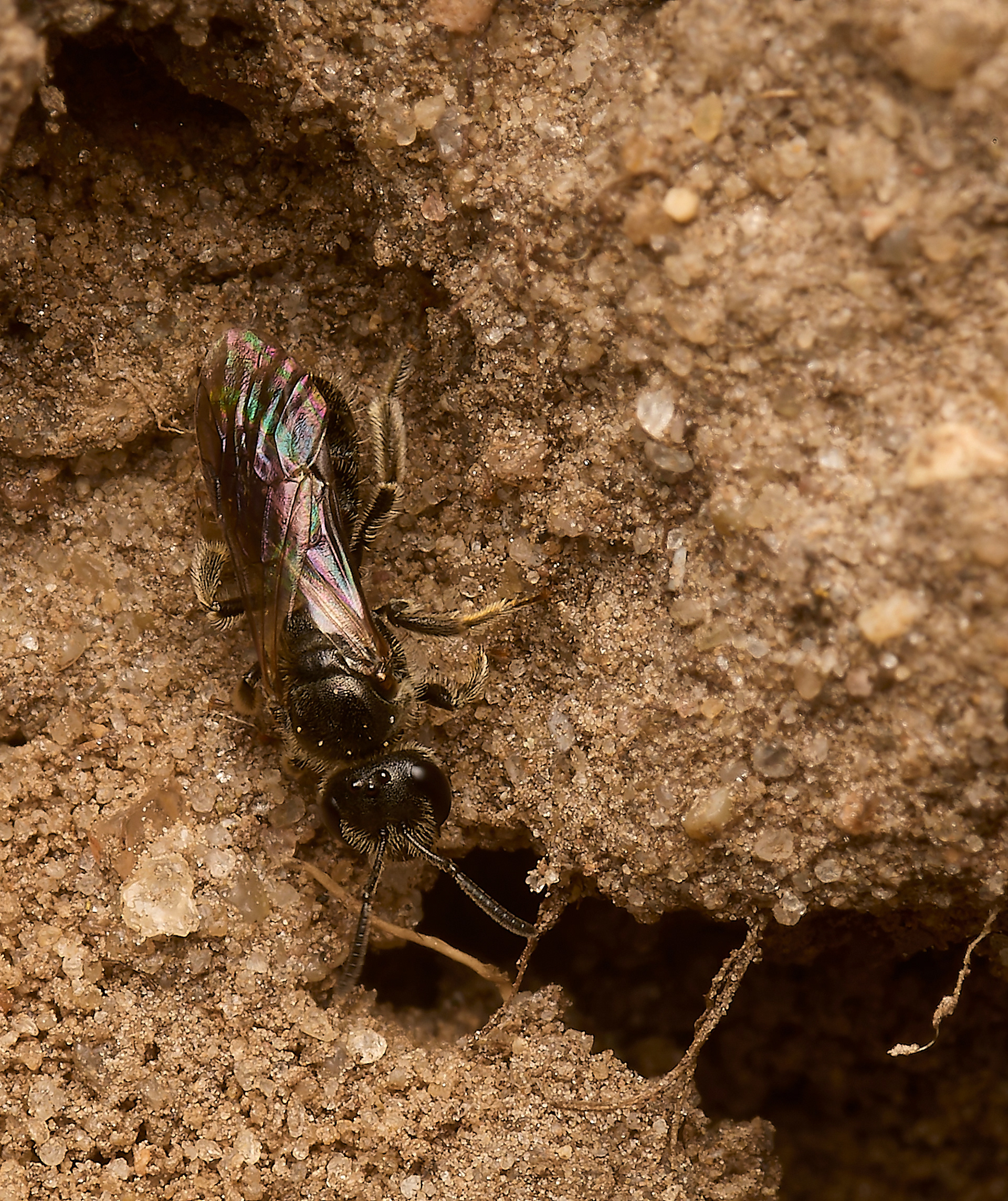 Lassioglossum Sp?
