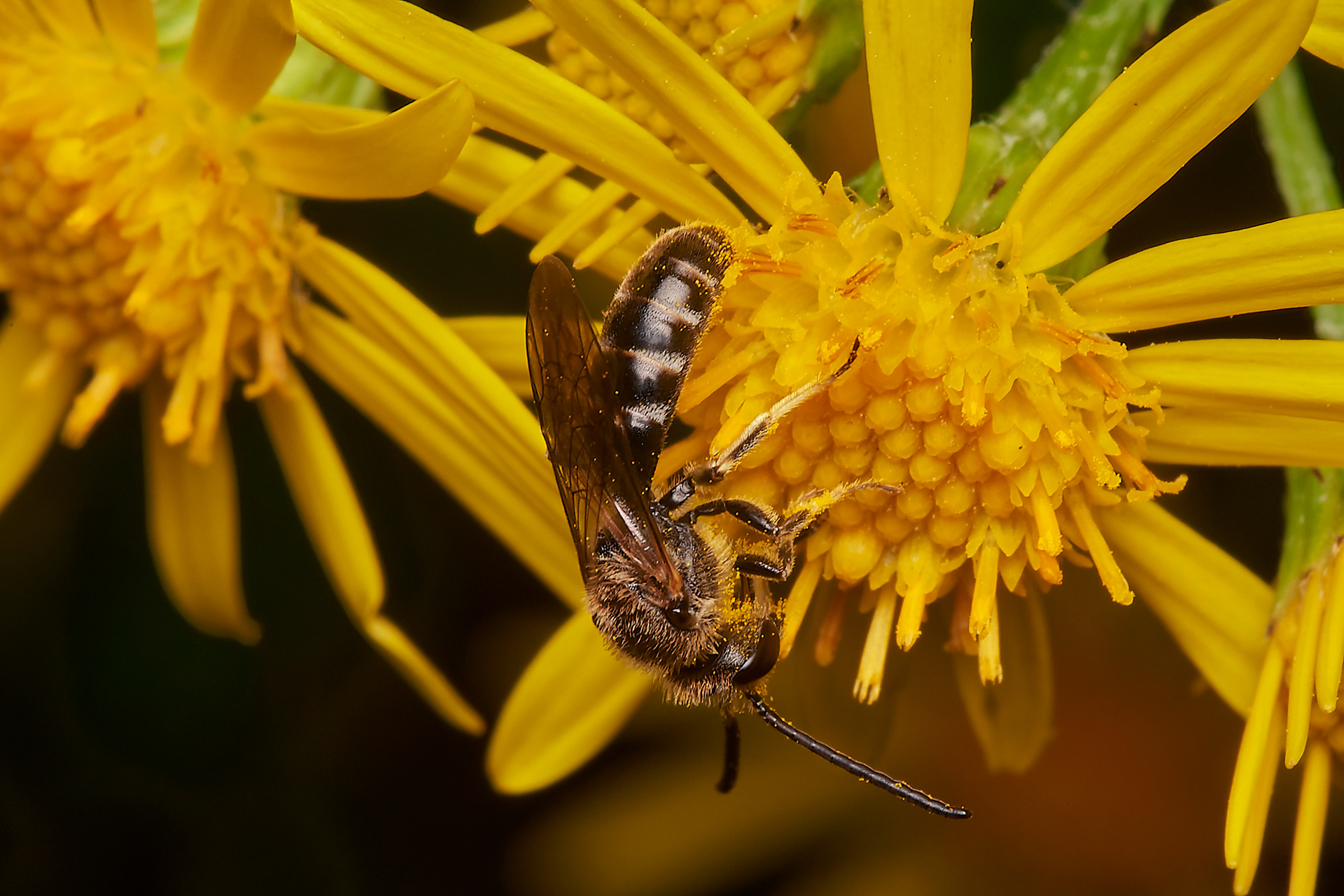 White-zoned Furrow Bee (Lasioglossum leucozonium) Broadland Country Park